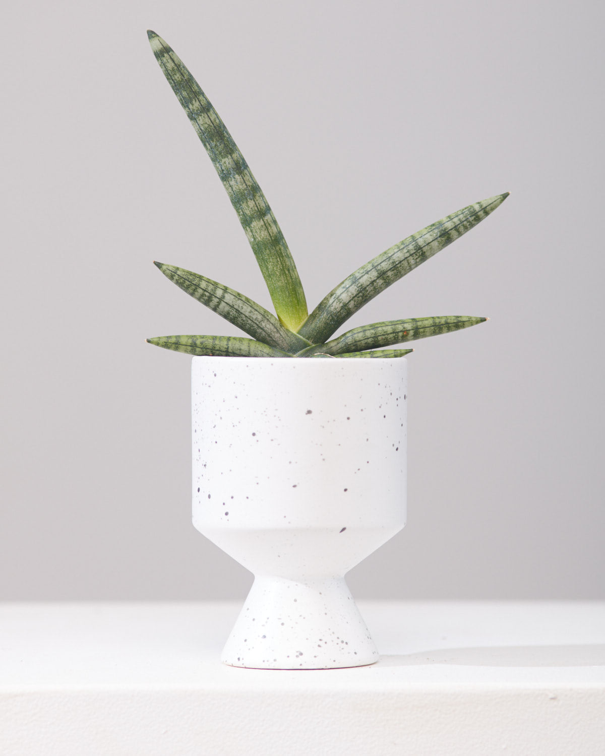 sansevieria boncellensis SNAKE PLANT (SANSEVIERIA 'BONCELLENSIS' STARFISH) 4" Grower Pot – Dynasty Plants