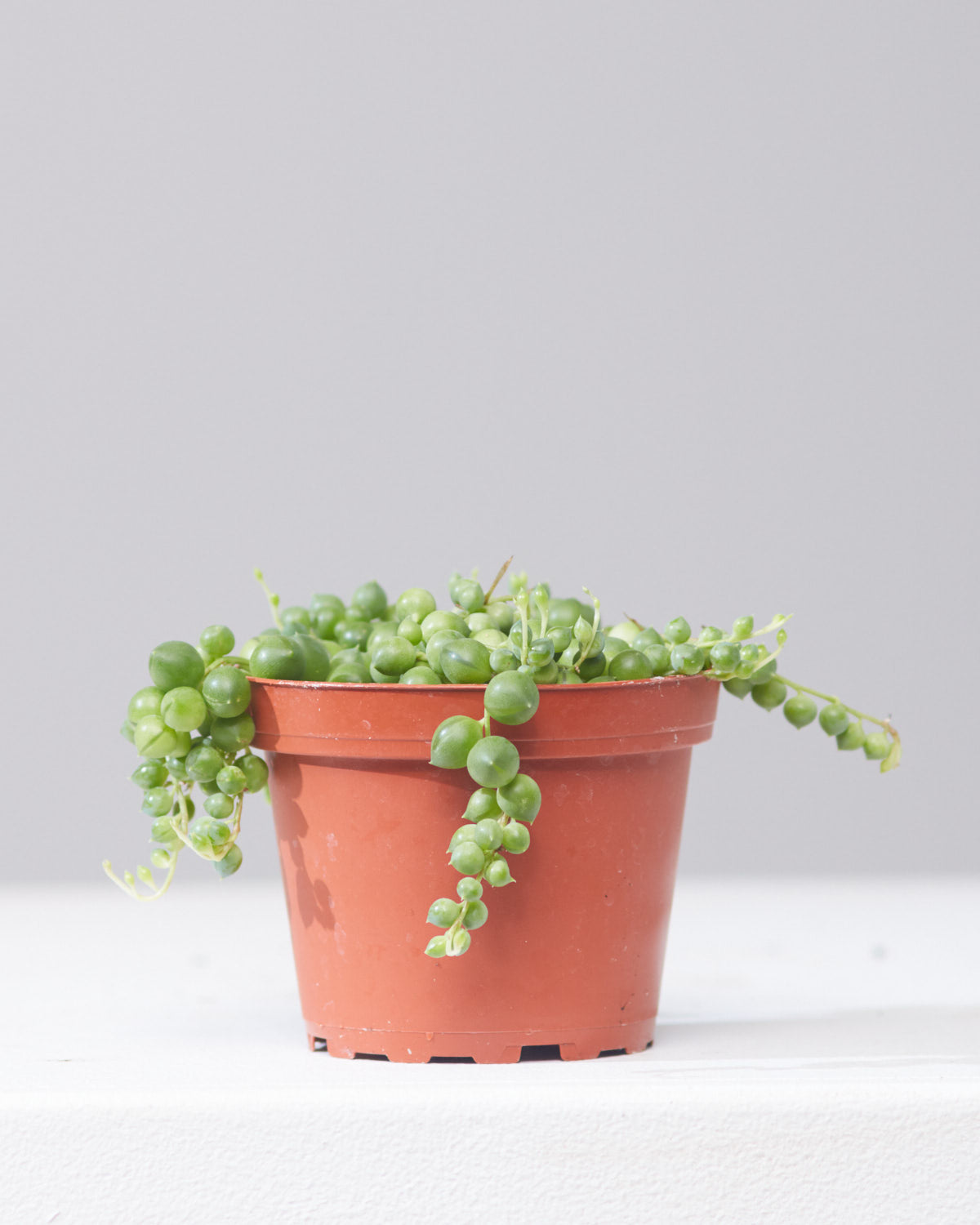 String of Pearls: Curio rowleyanus - 4 inch pot