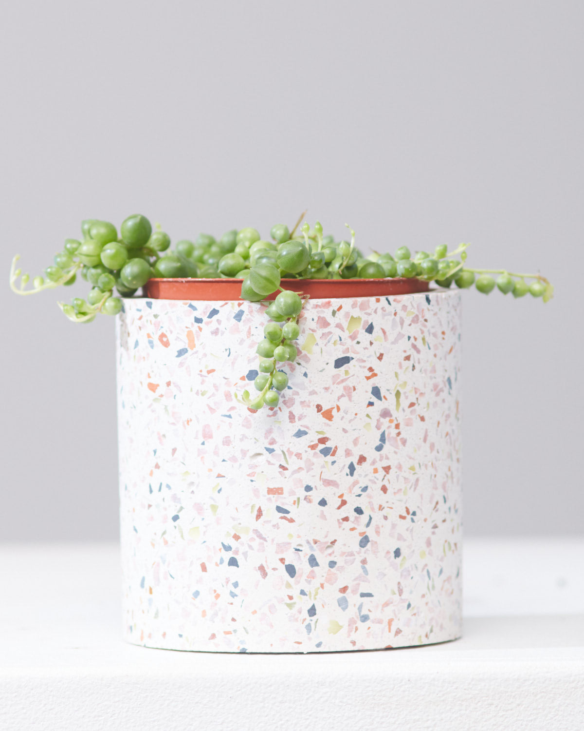String of Pearls: Curio rowleyanus - 4 inch pot