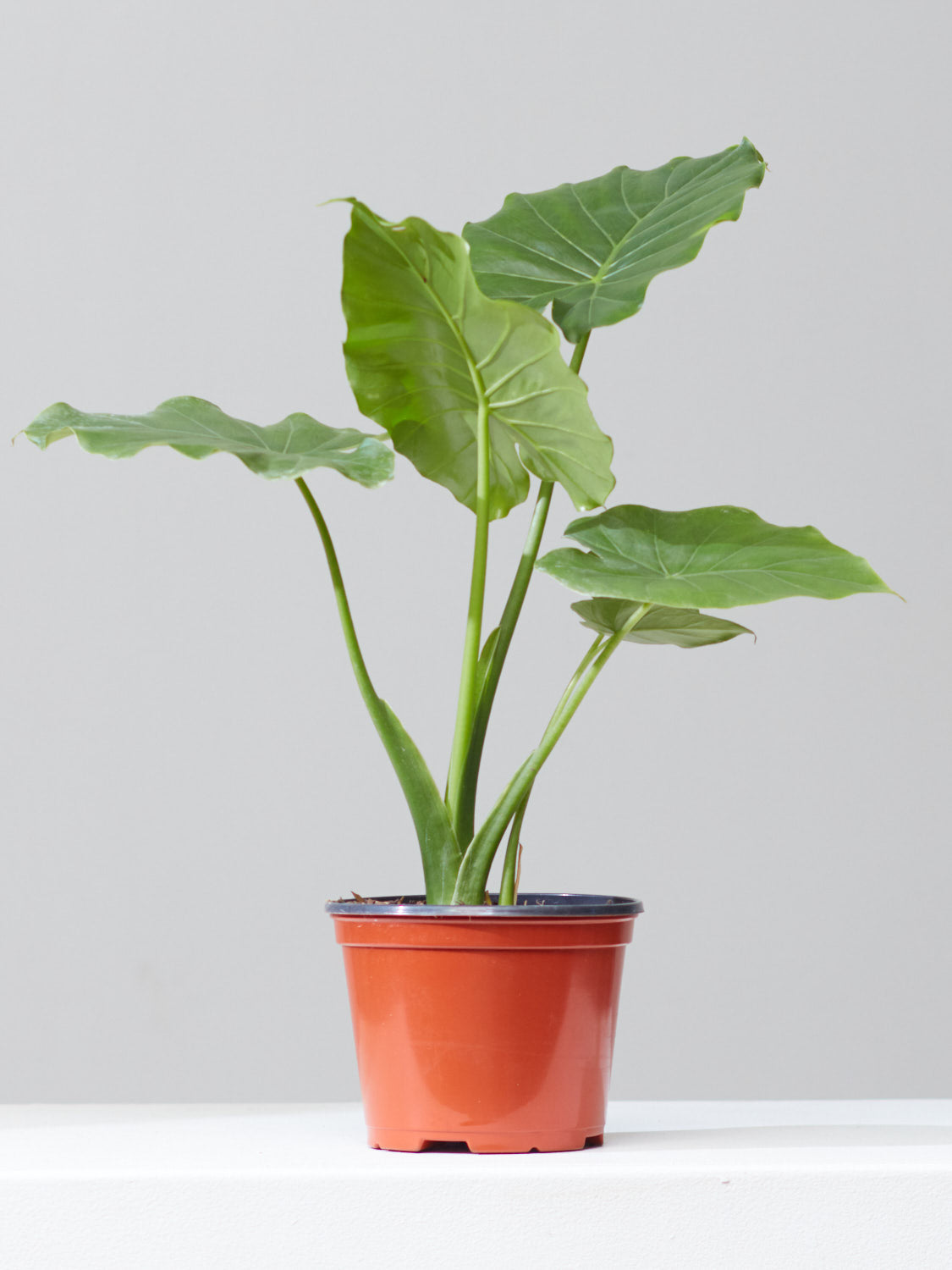 ALOCASIA 'CALIFORNIA' 6" Grower Pot