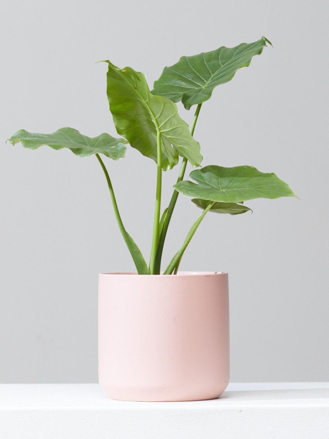 ALOCASIA 'CALIFORNIA' 6" Grower Pot