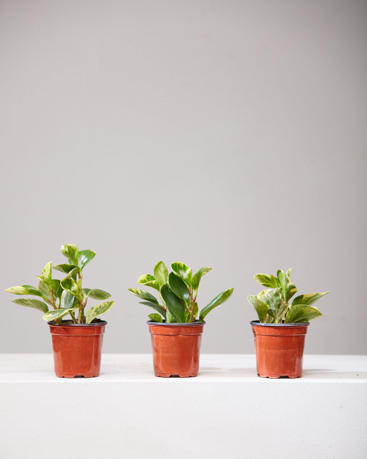 Marble Baby Rubber Plant: Peperomia obtusifolia - 4 inch pot