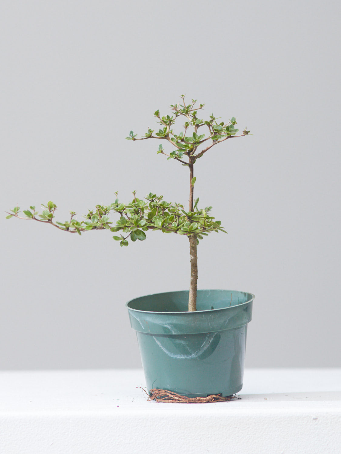 BLACK OLIVE PLANT (BUCIDA BUCERAS) 4" Grower Pot