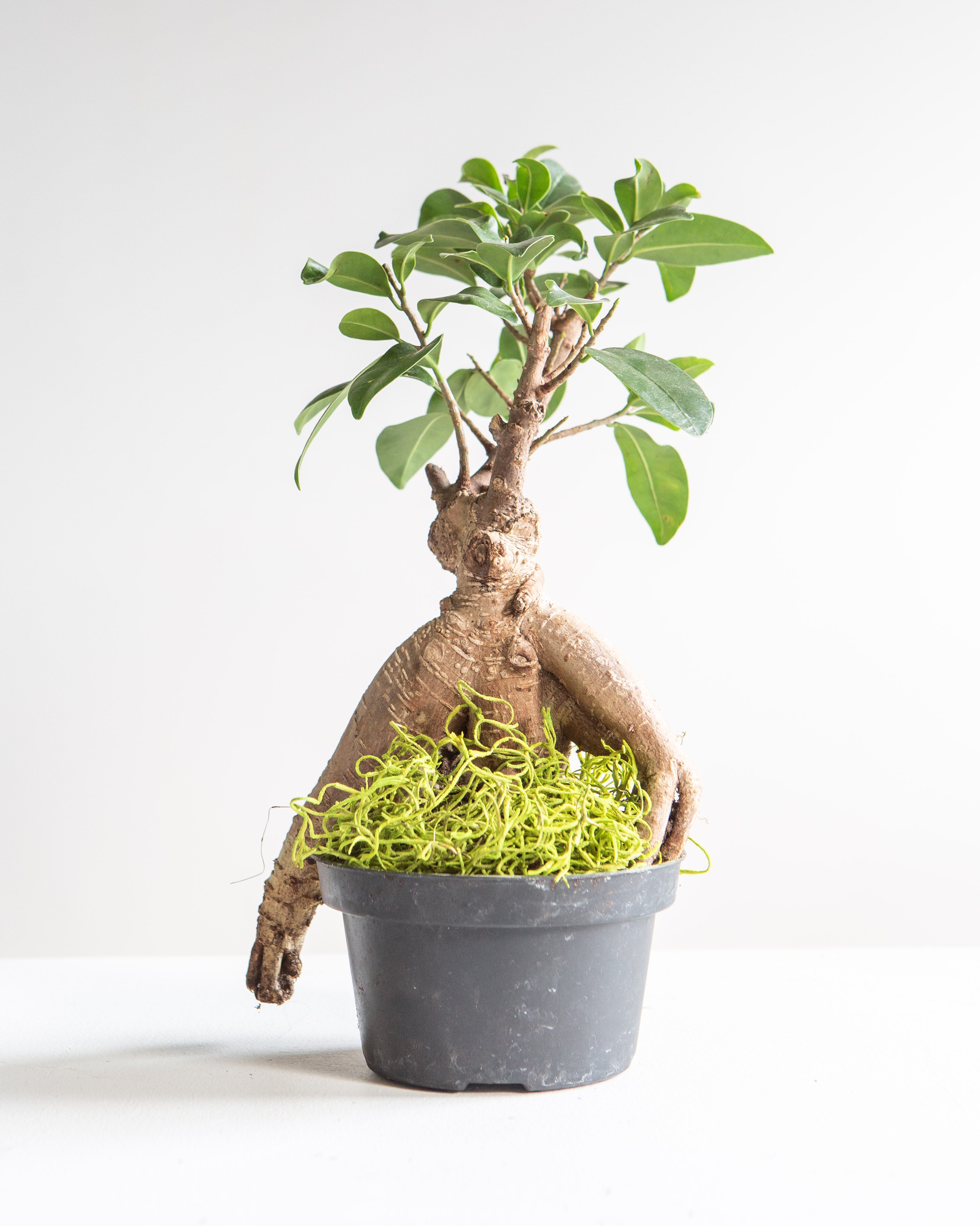 PRESERVED MOSS- GREEN