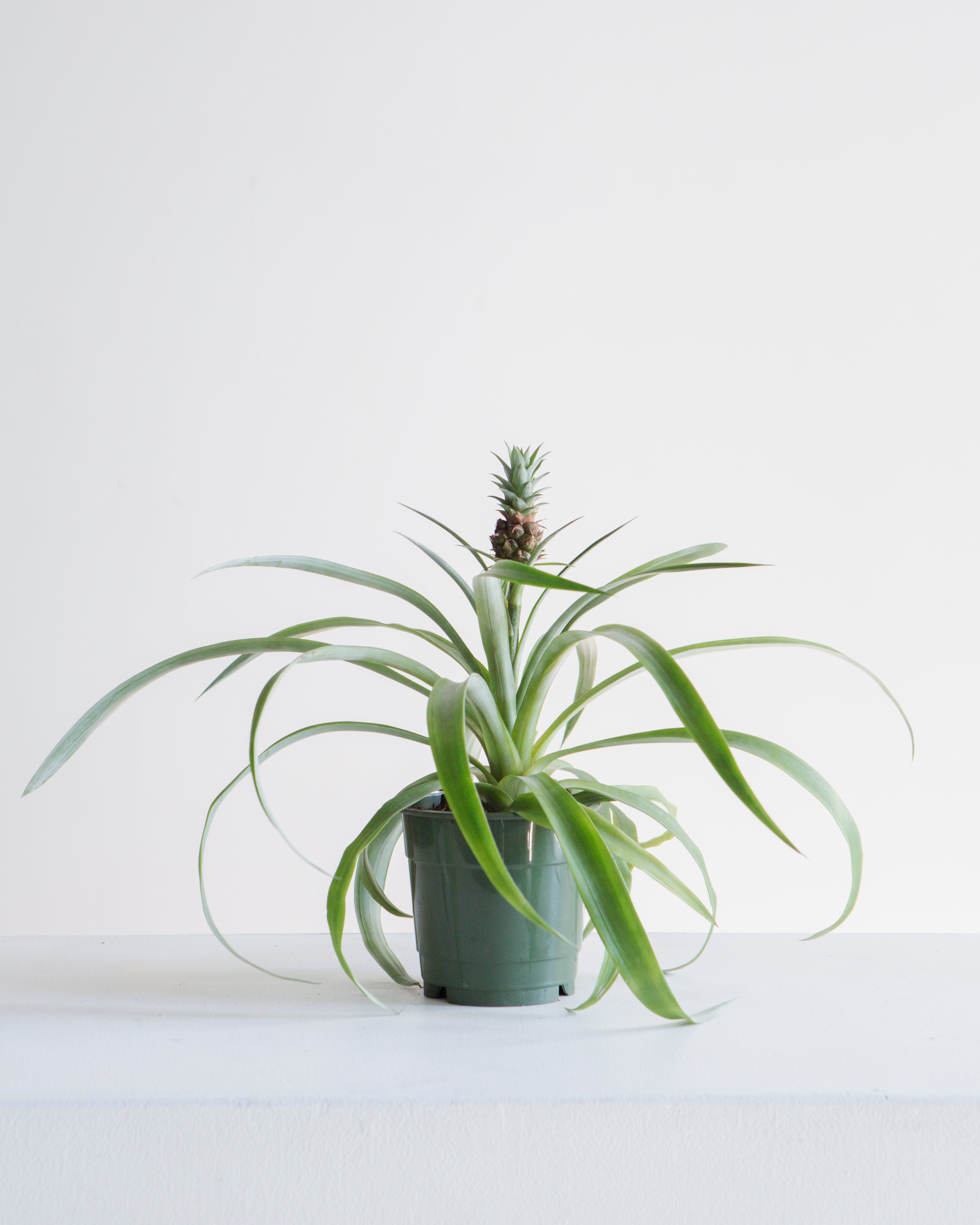 Pineapple Plant: Ananas ananassoides - 5 inch pot