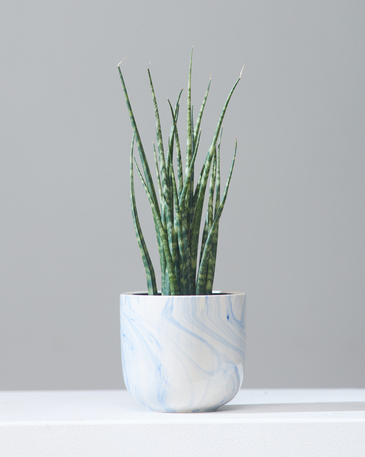 snake plant white vase SNAKE PLANT (SANSEVIERIA 'MIKADO') 4" Grower Pot – Dynasty Plants