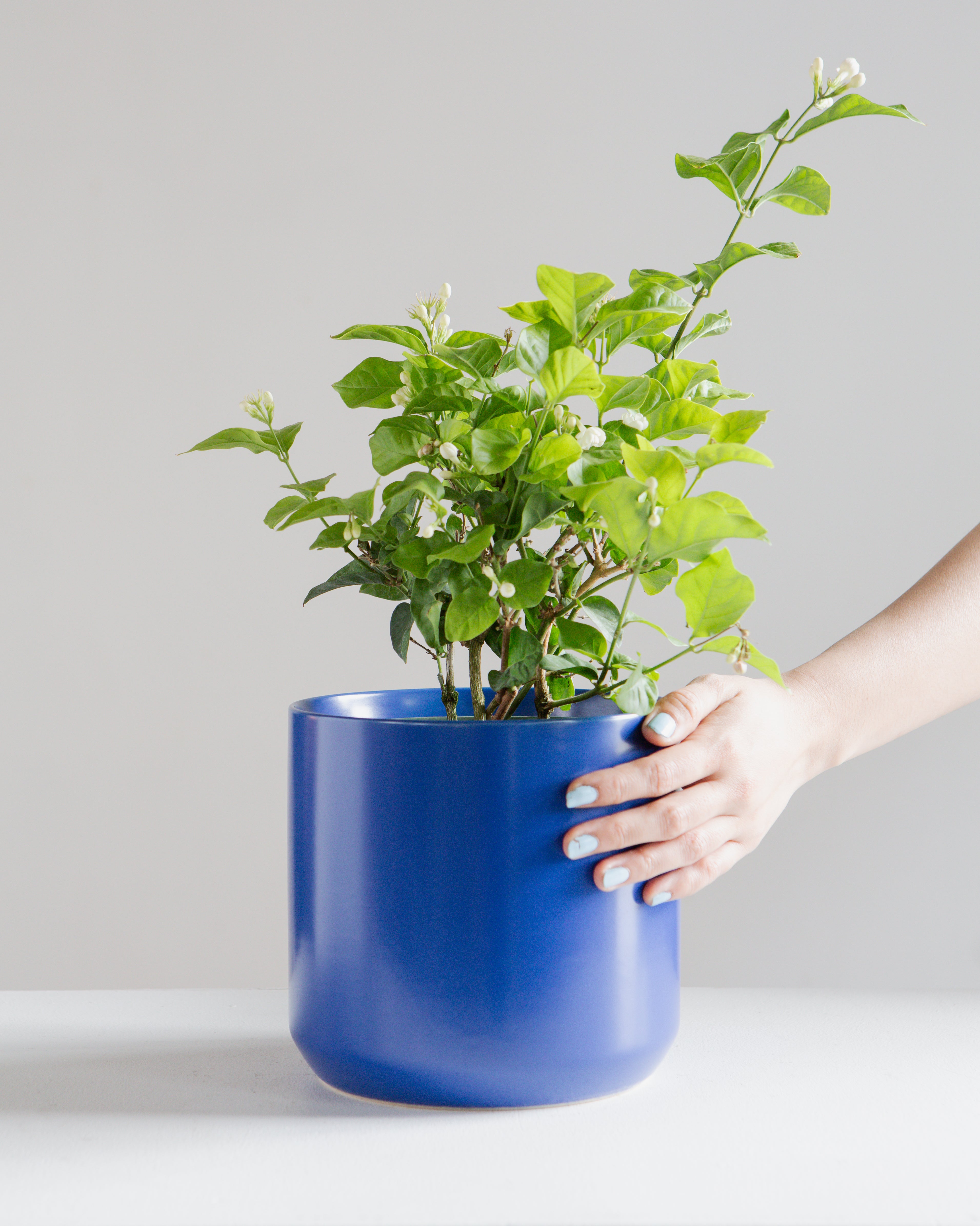 Kendall Ceramic Planter | 6 inch Nursery Pot