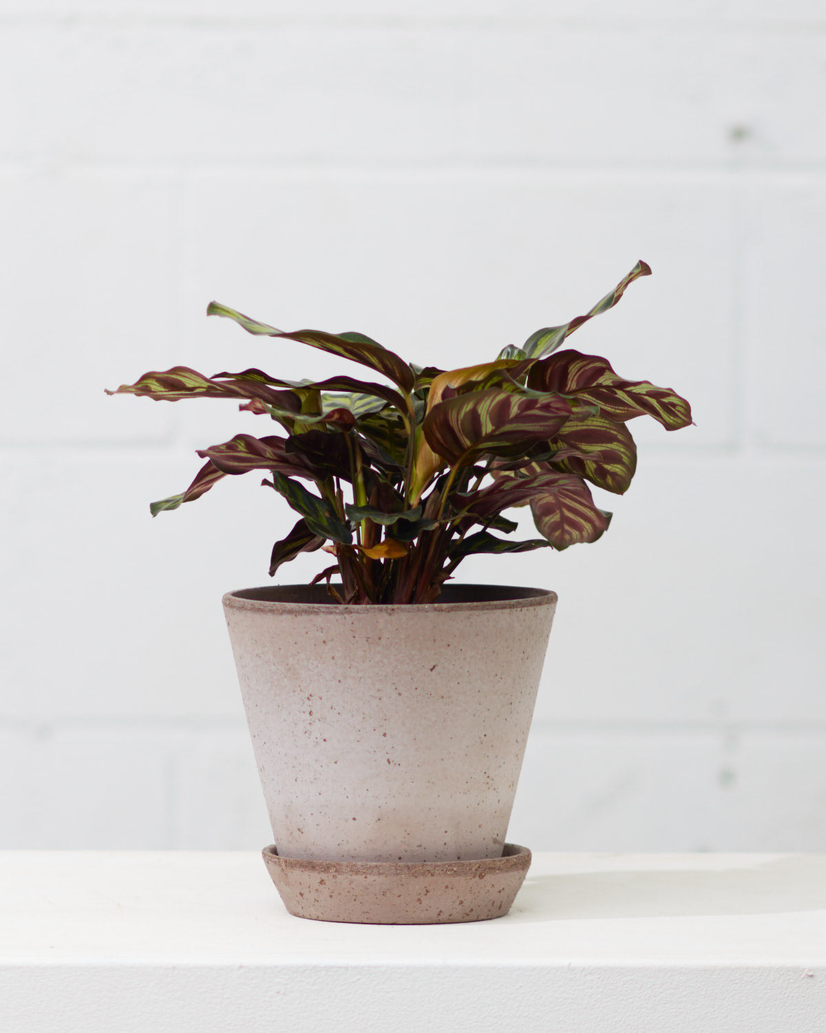 6.7 Inch BERGS POTTER 'JULIE' GREY