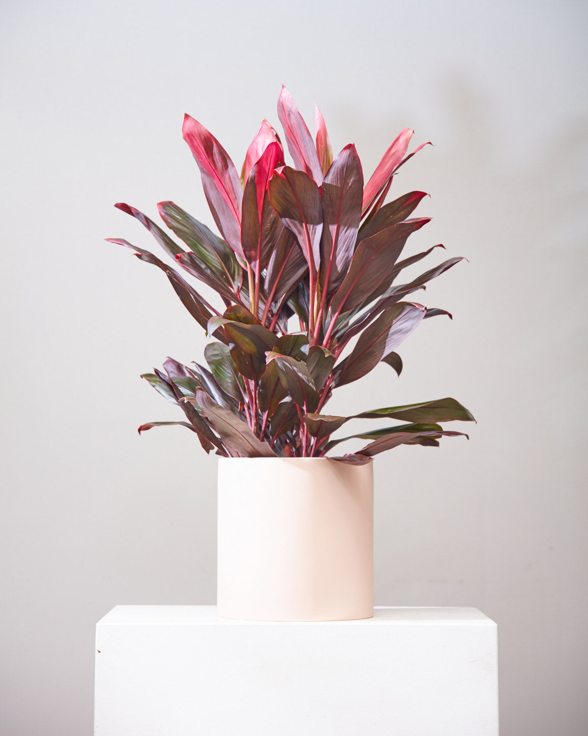 cordyline plant pot CORDYLINE 'FLORIDA' 10" Grower Pot – Dynasty Plants