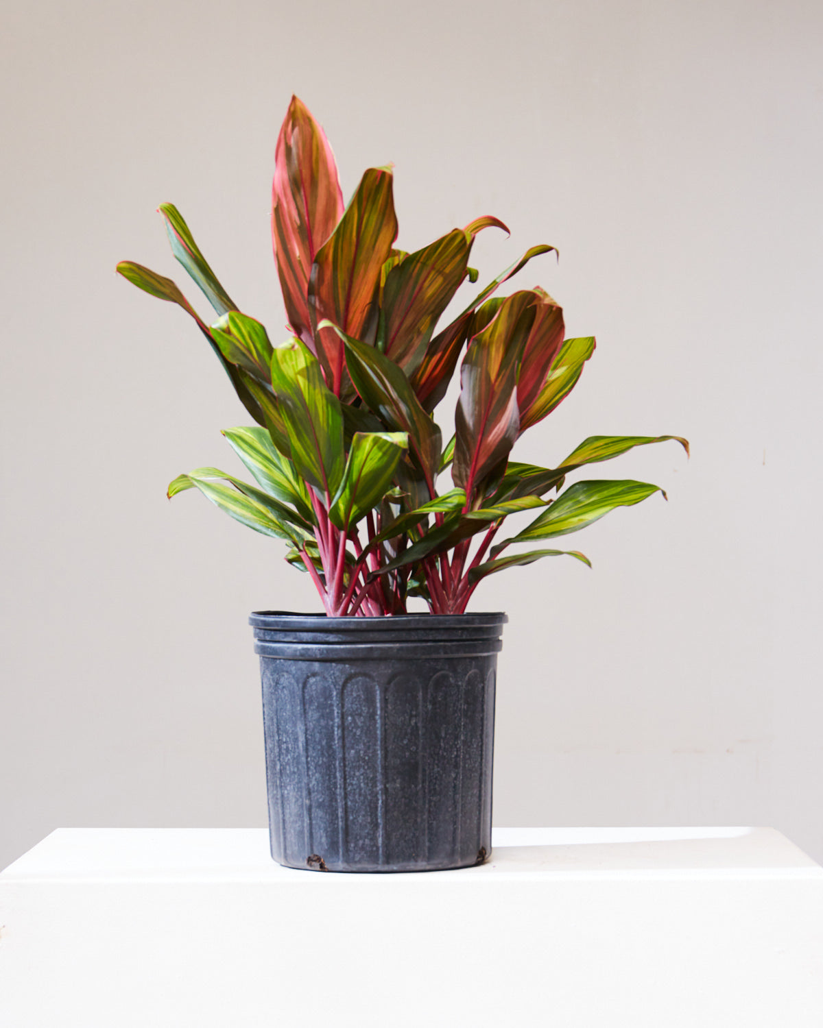 Harlequin Ti Plant: Cordyline fruticosa - 10 inch pot - 2-3 foot tall