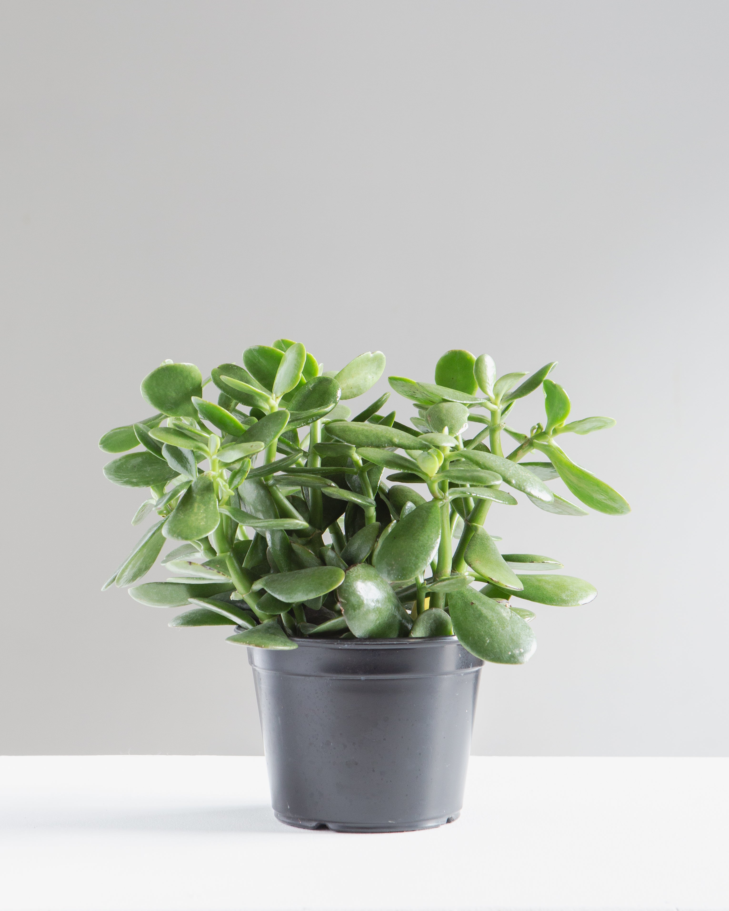 Jade Plant: Crassula ovata - 6 inch pot