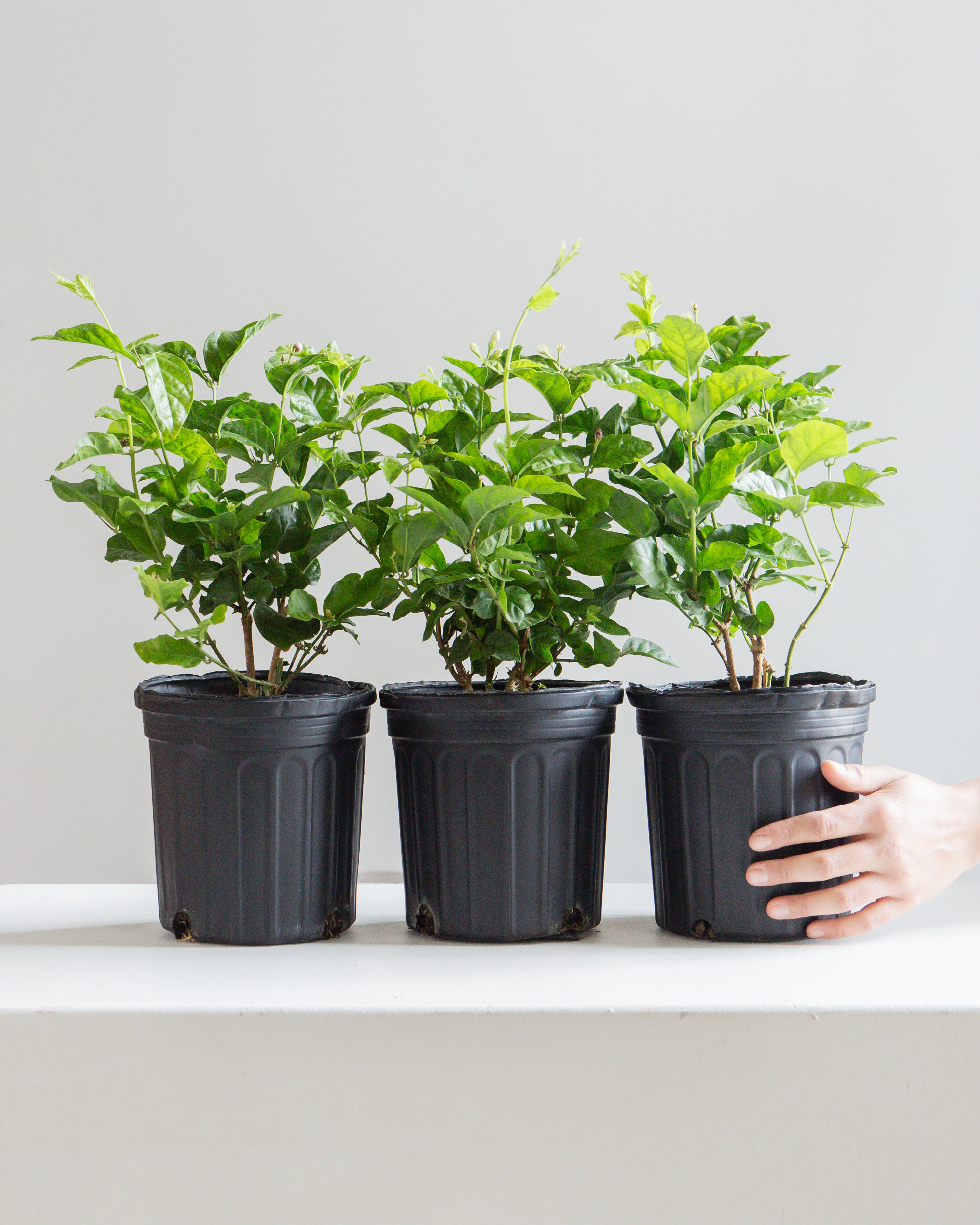 Maid of Orleans Jasmine: Jasminum sambac - 6 inch pot
