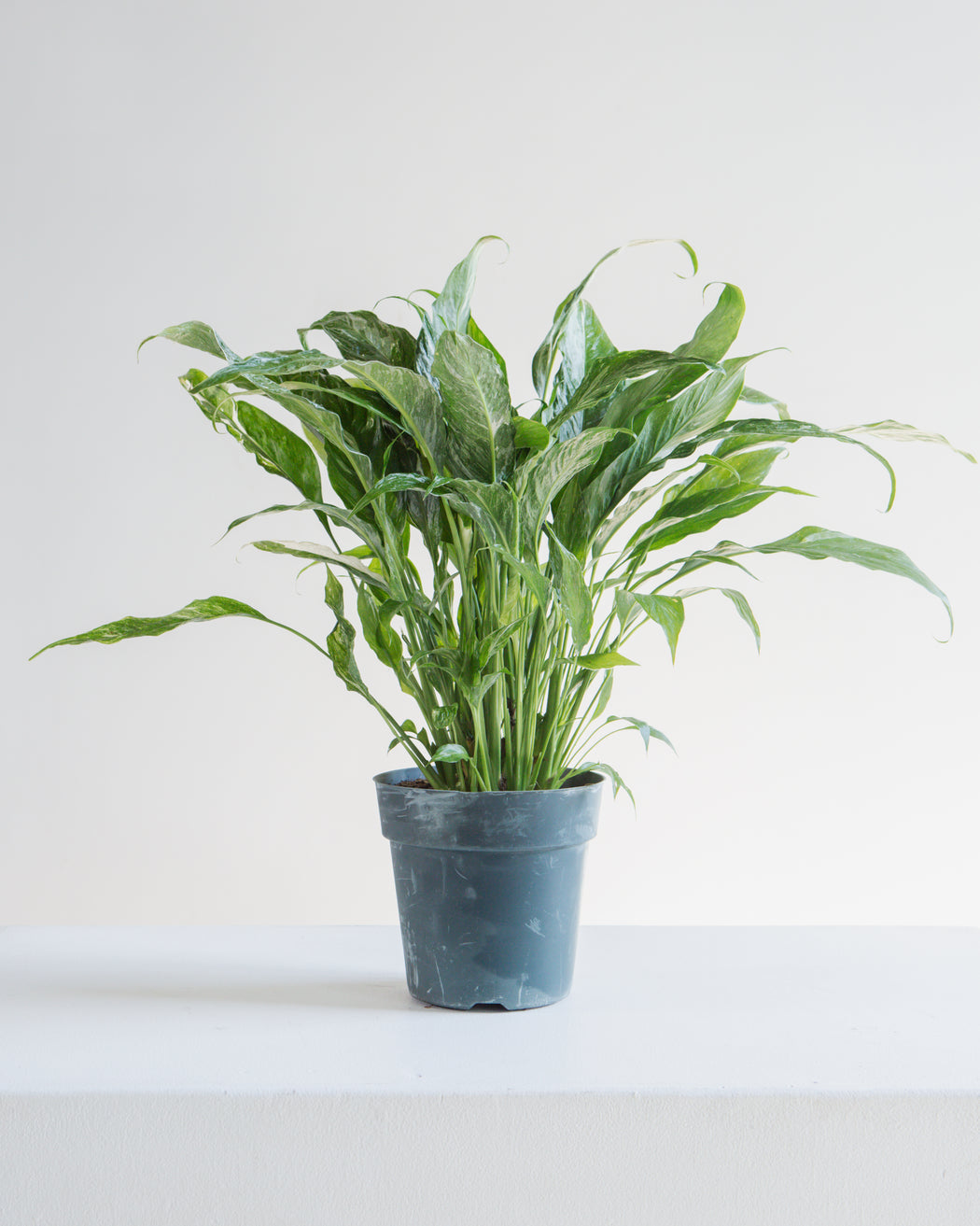 Domino Variegated Peace Lily: Spathiphyllum - 6 inch pot