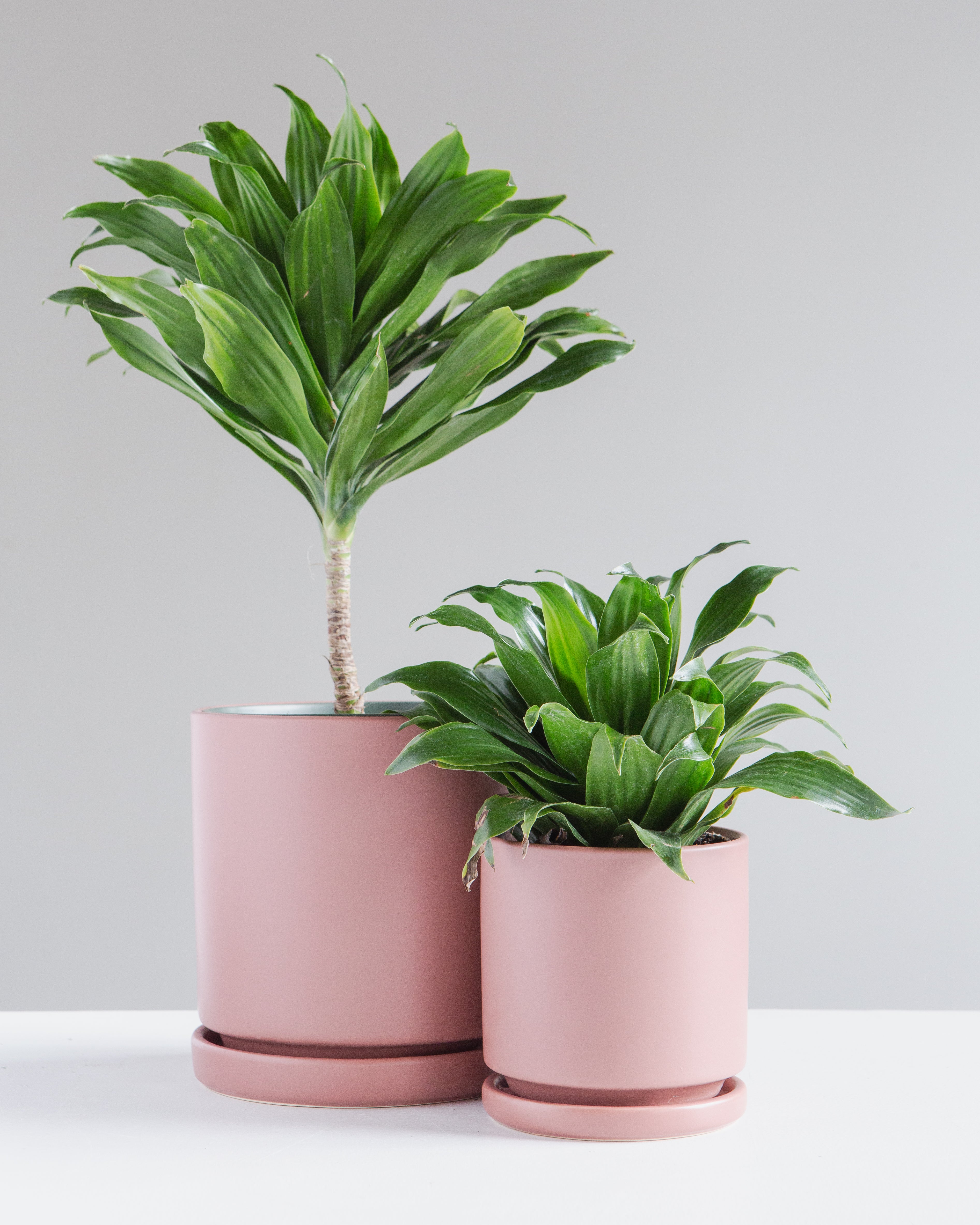 Small 6 Inch MOMMA POTS CYLINDER - DUSTY ROSE