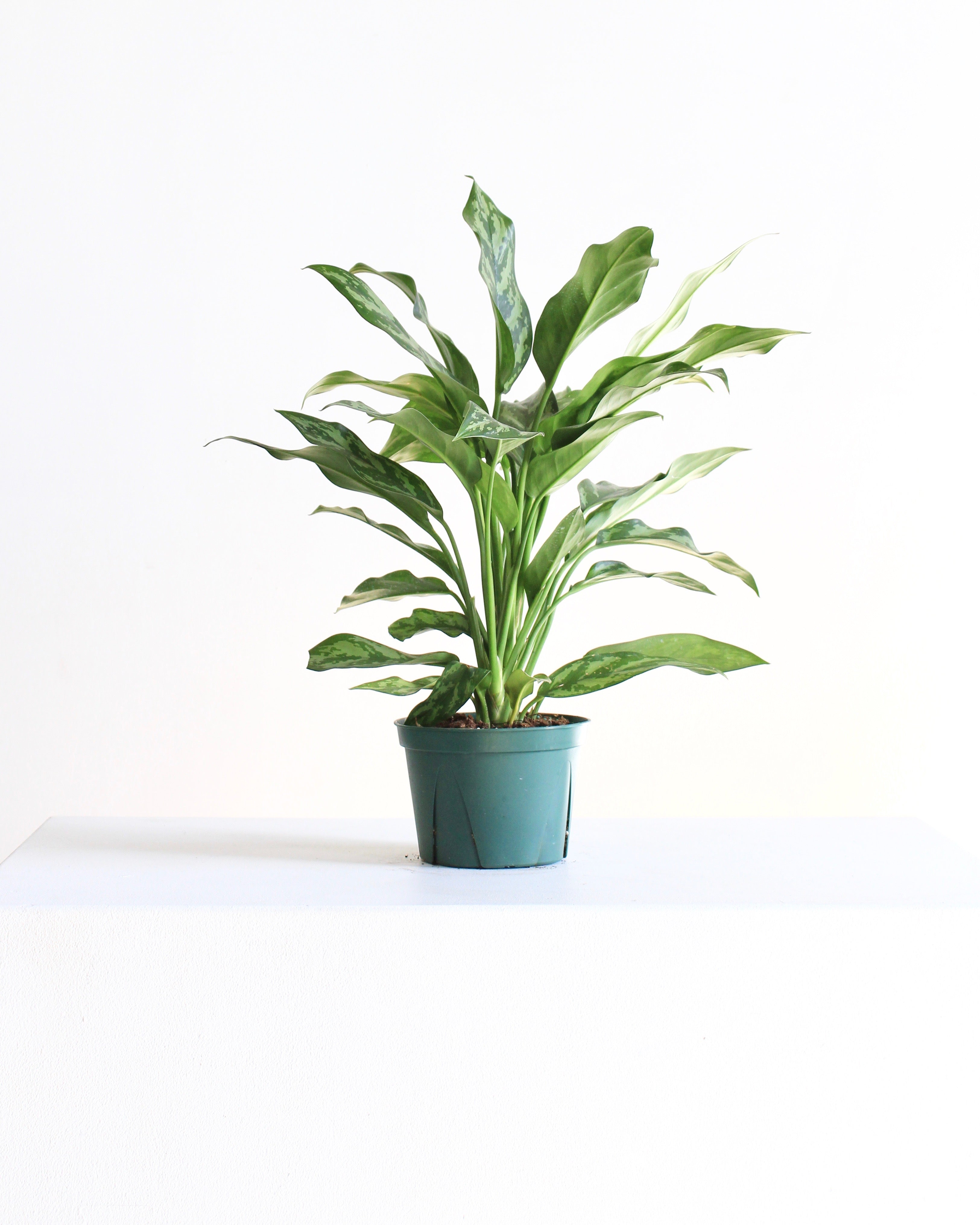 Super Maria Chinese Evergreen: Aglaonema - 6 inch pot