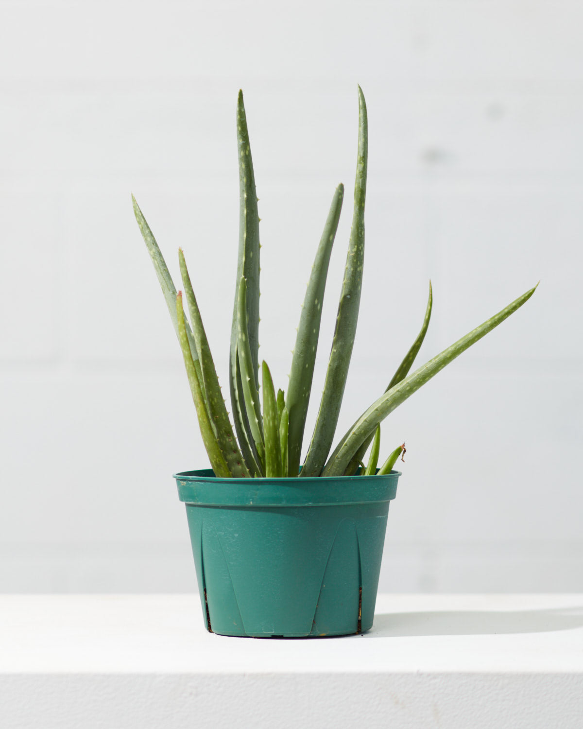 Aloe Vera: Aloe barbadensis - 6 inch pot
