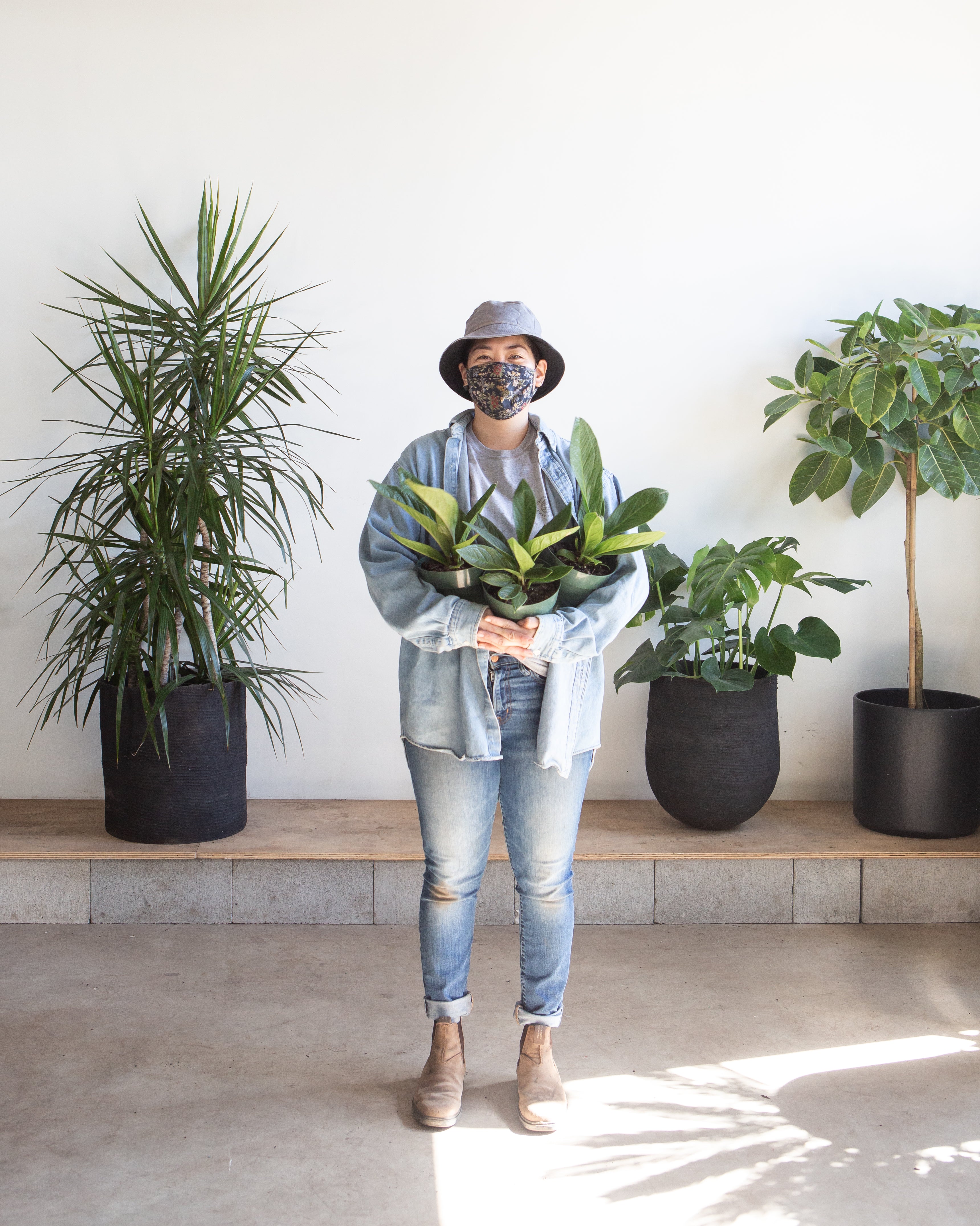 ANTHURIUM 'COBRA' 6" Grower Pot *COLLECTOR PLANT*