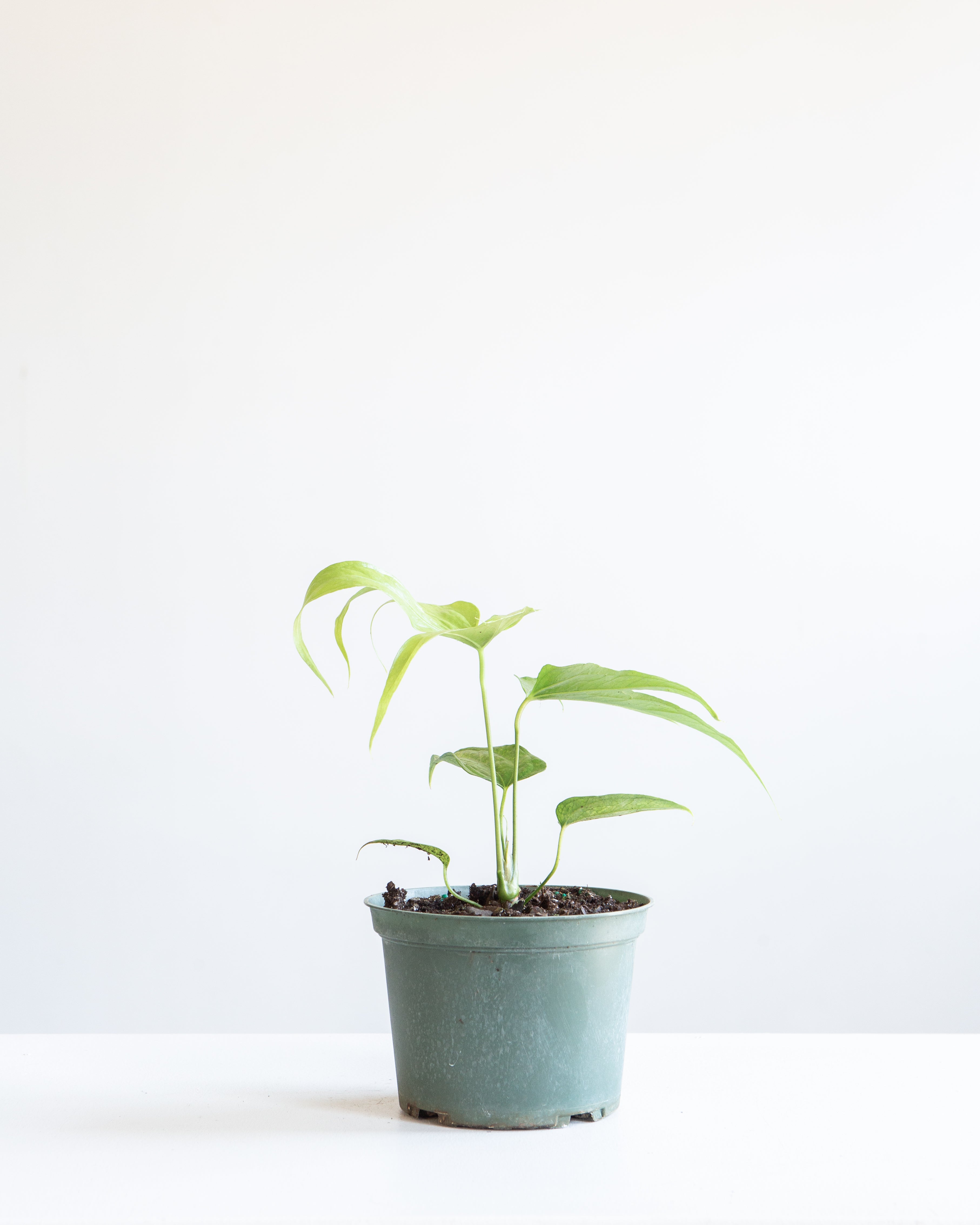 Finger Laceleaf: Anthurium pedatoradiatum - 6 inch pot