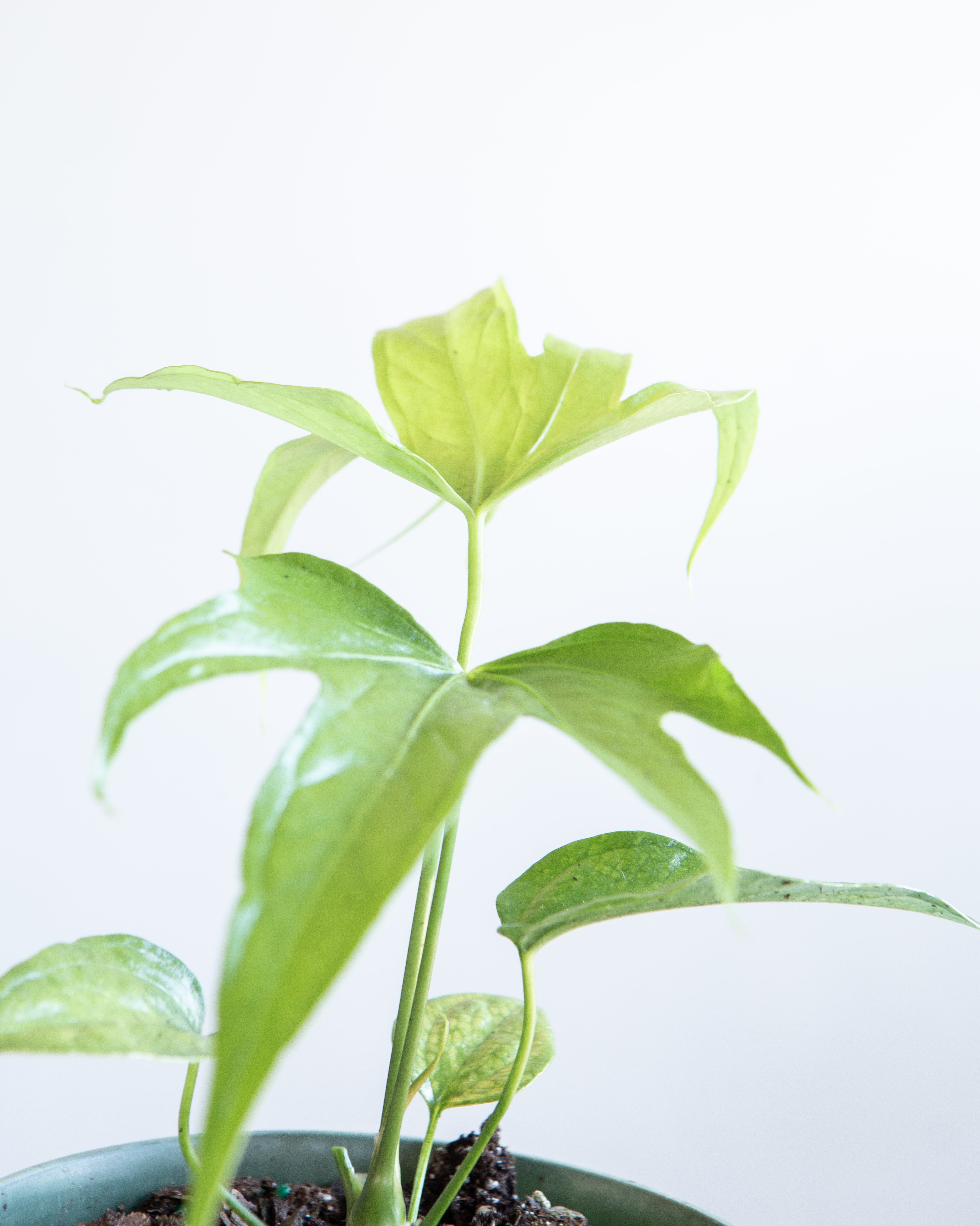 Finger Laceleaf: Anthurium pedatoradiatum - 6 inch pot