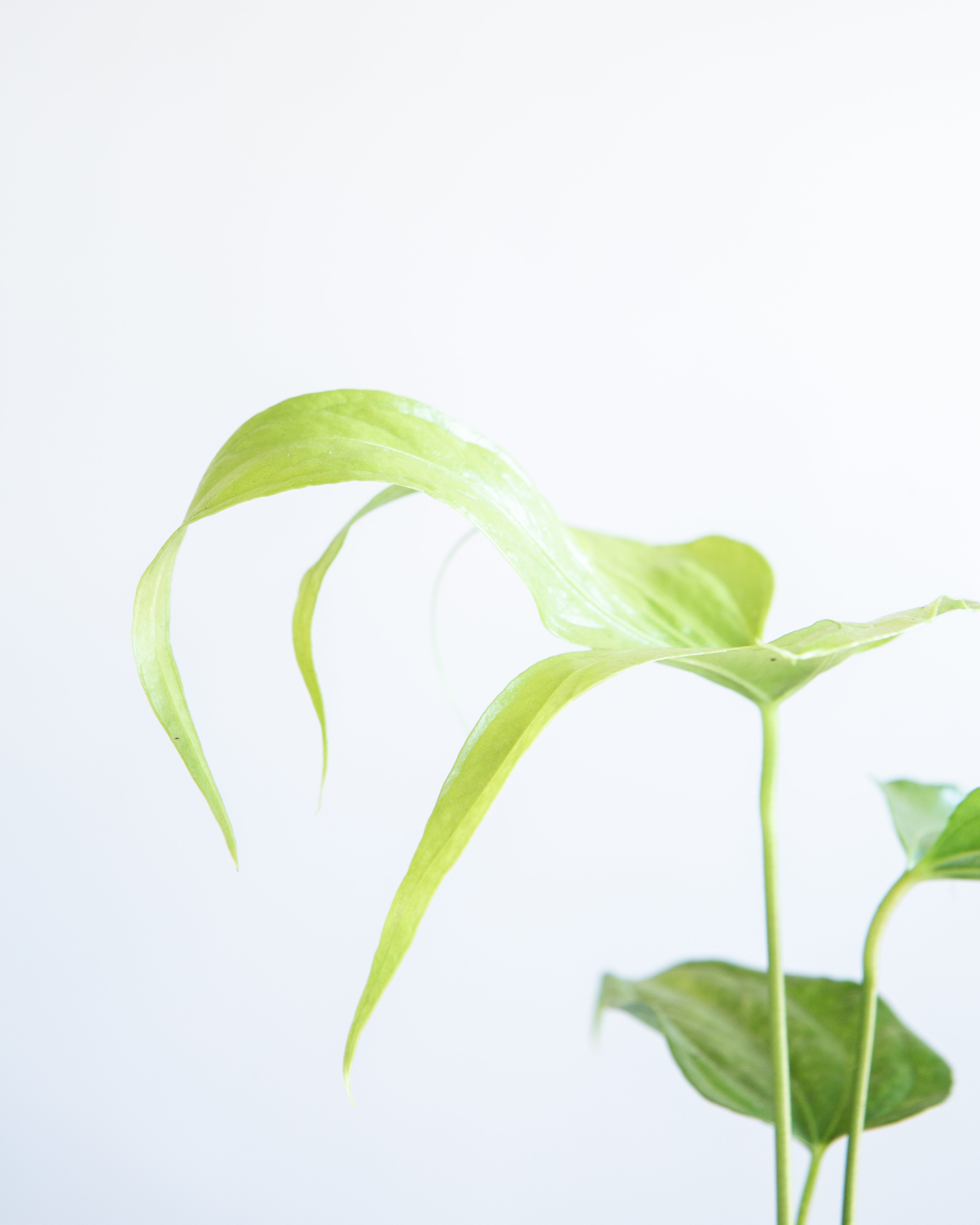 Finger Laceleaf: Anthurium pedatoradiatum - 6 inch pot