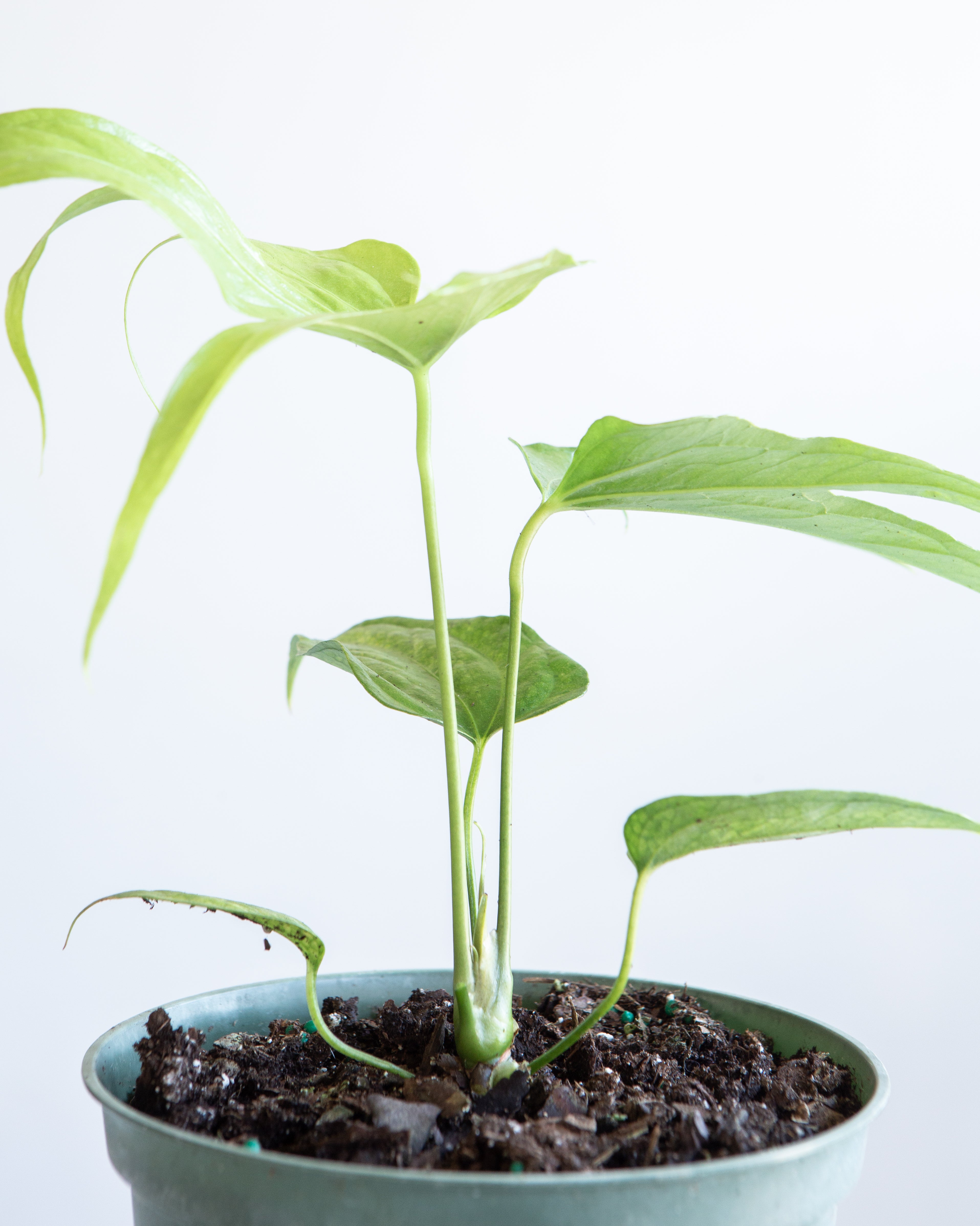 Finger Laceleaf: Anthurium pedatoradiatum - 6 inch pot