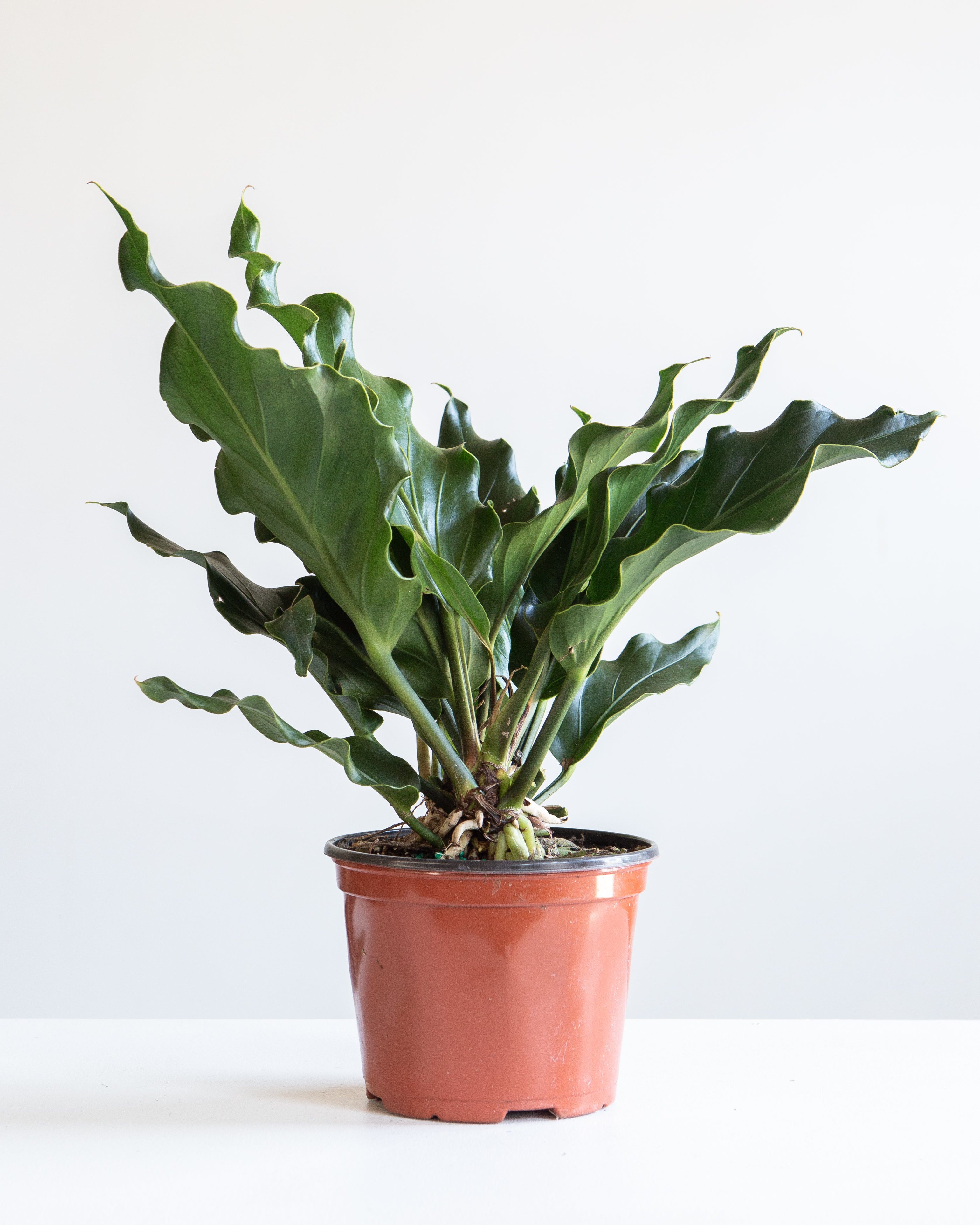 ANTHURIUM PLOWMANII 'FRUFFLES' 6" Grower Pot