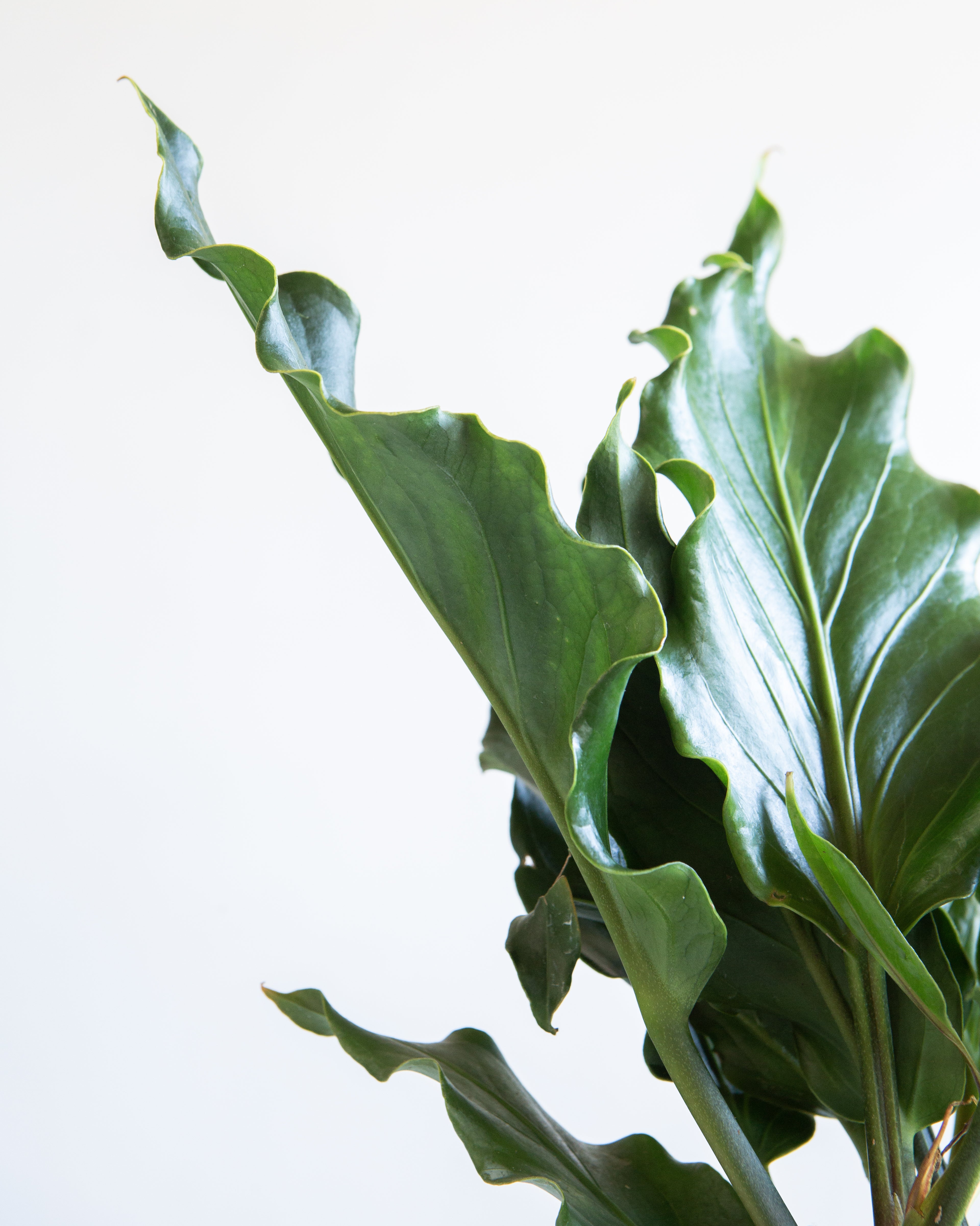 ANTHURIUM PLOWMANII 'FRUFFLES' 6" Grower Pot