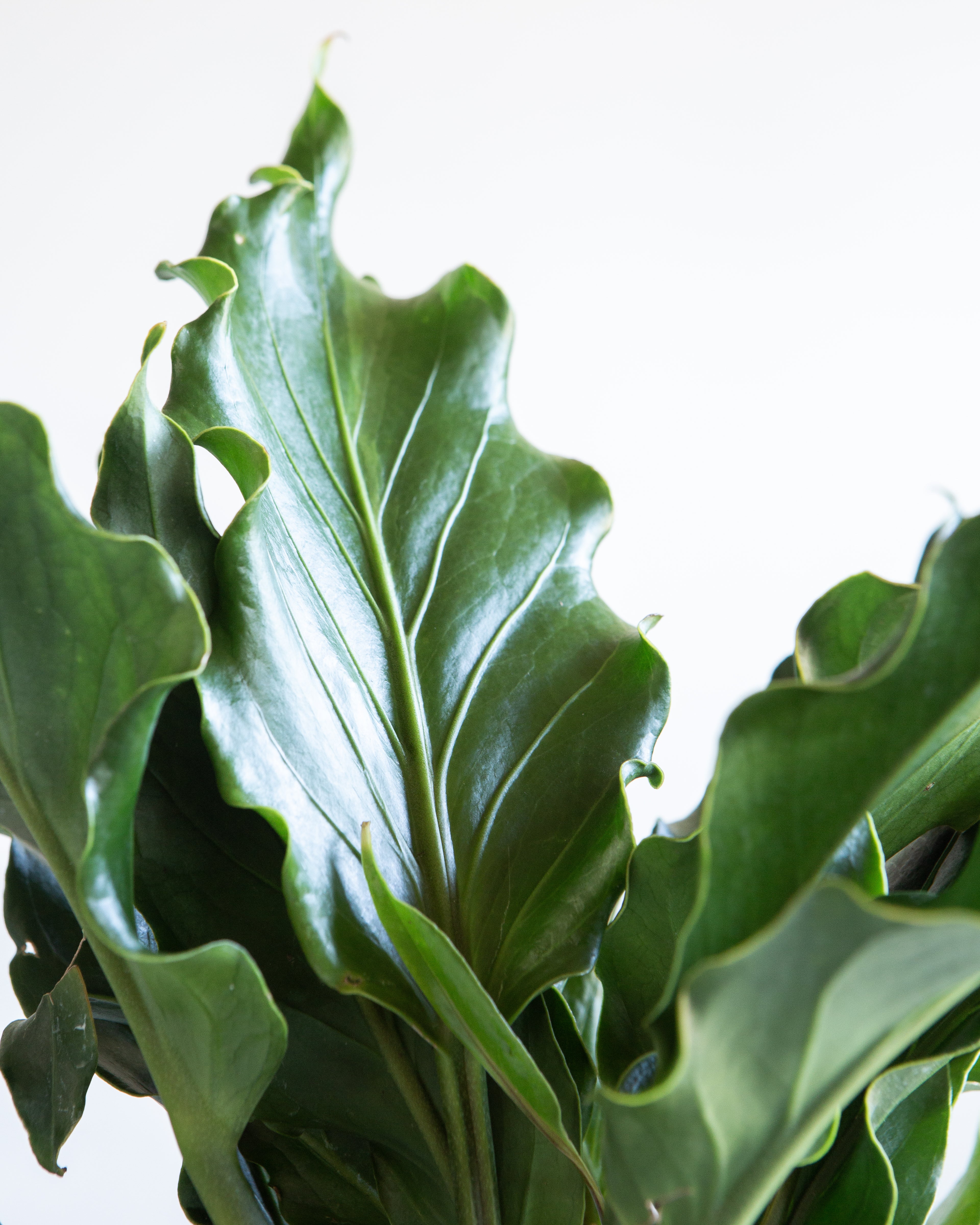 ANTHURIUM PLOWMANII 'FRUFFLES' 6" Grower Pot