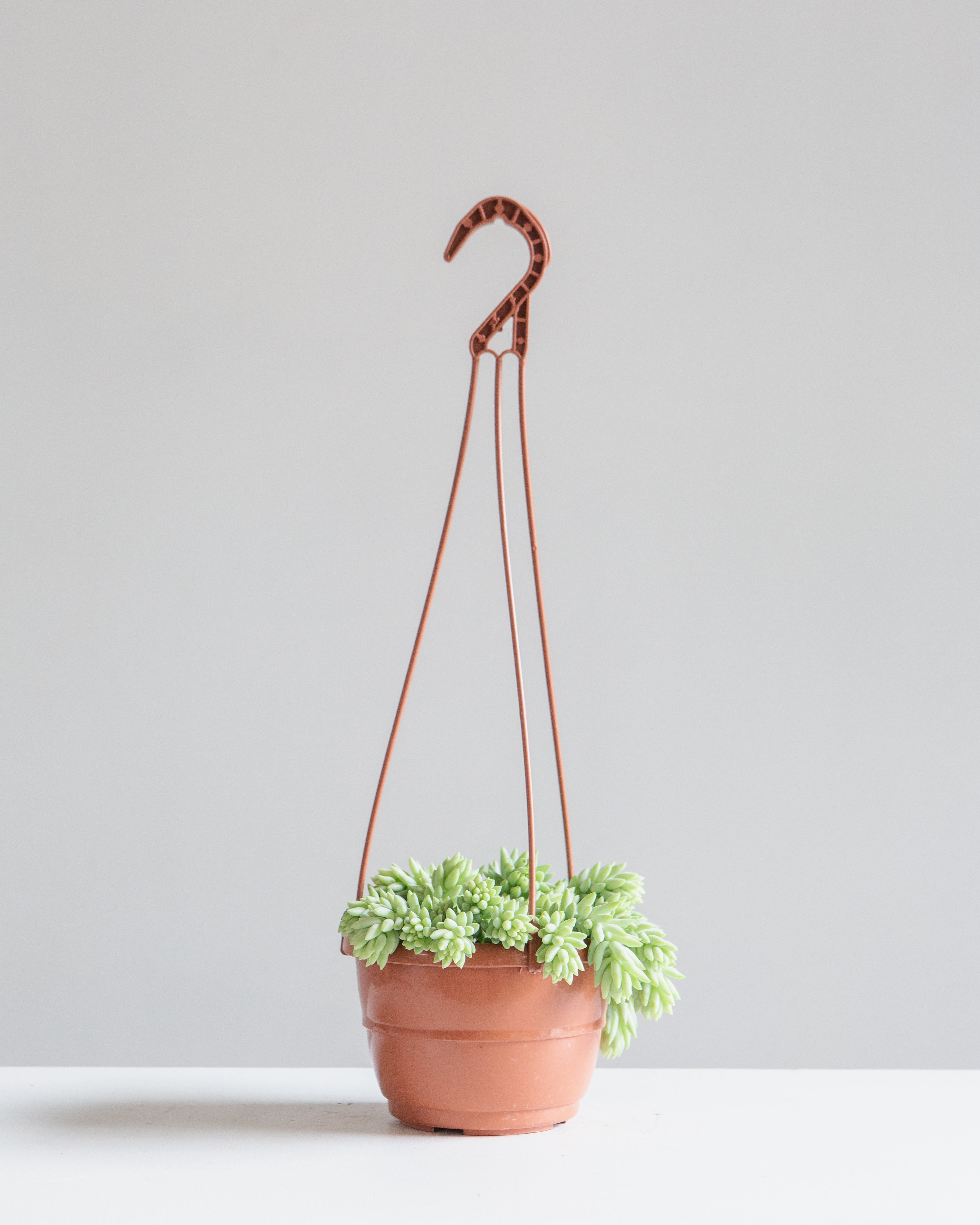 Burro's Tail: Sedum morganianum - 5 inch hanging basket