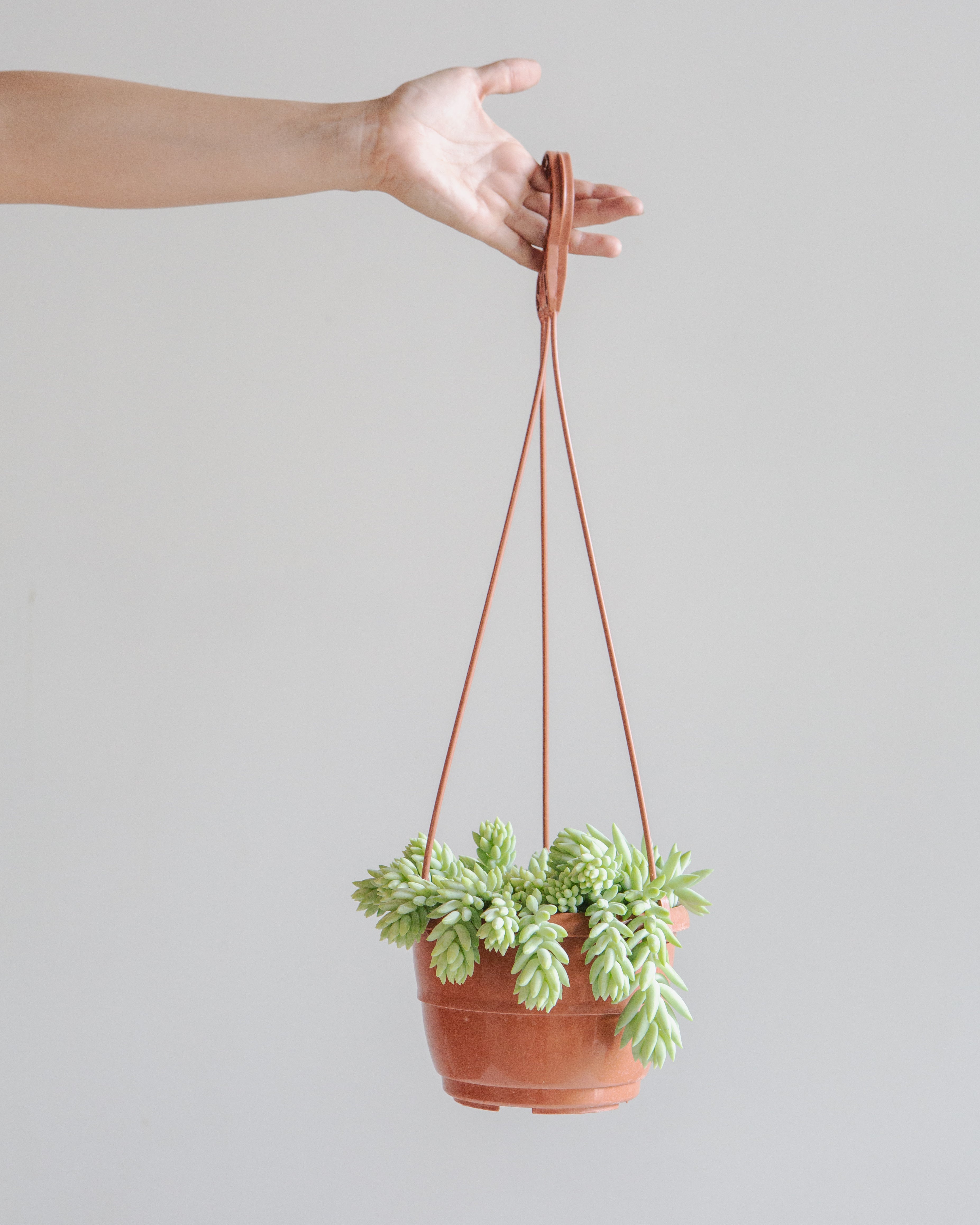 Burro's Tail: Sedum morganianum - 5 inch hanging basket