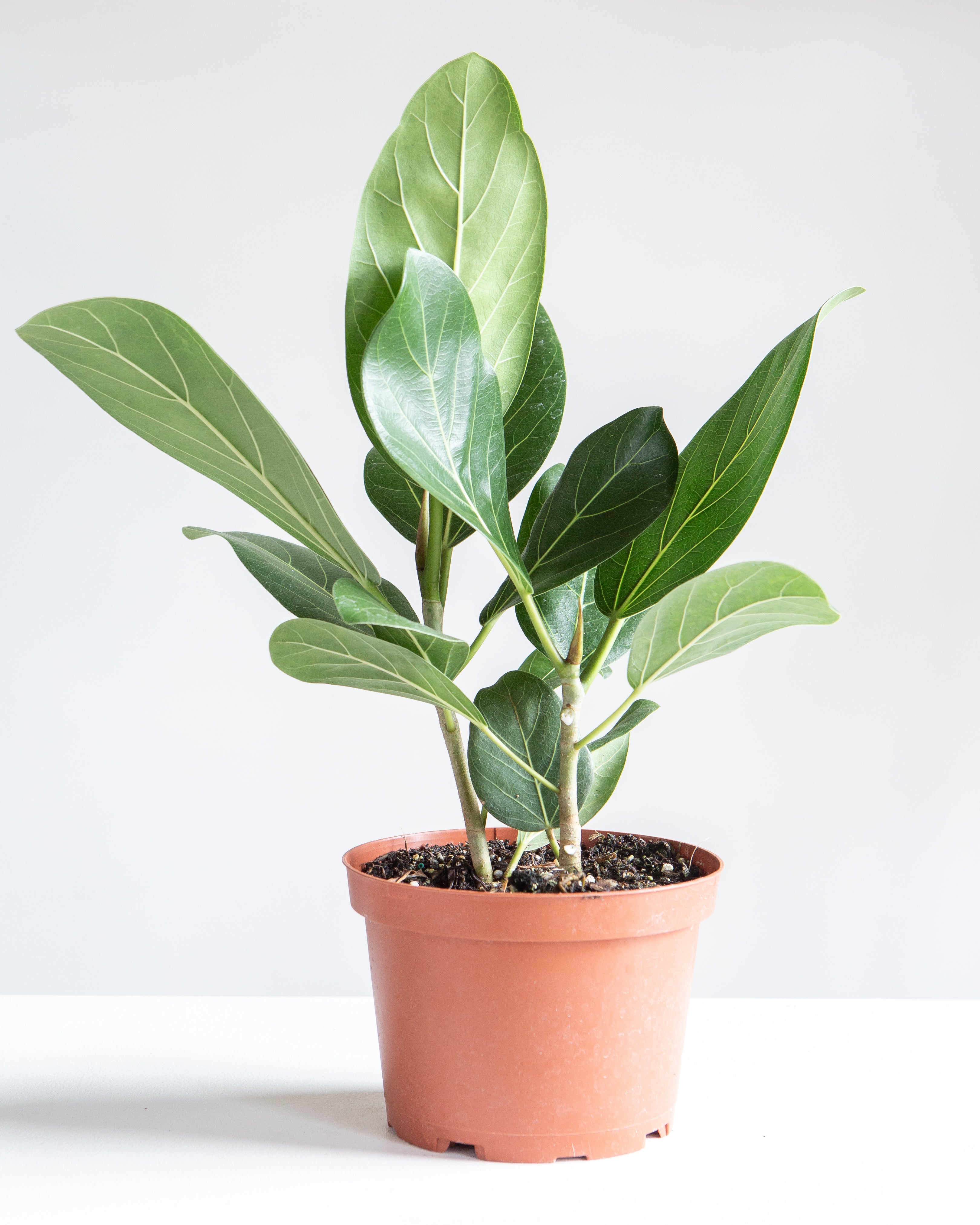 Ficus Audrey: Ficus benghalensis - 6 inch pot