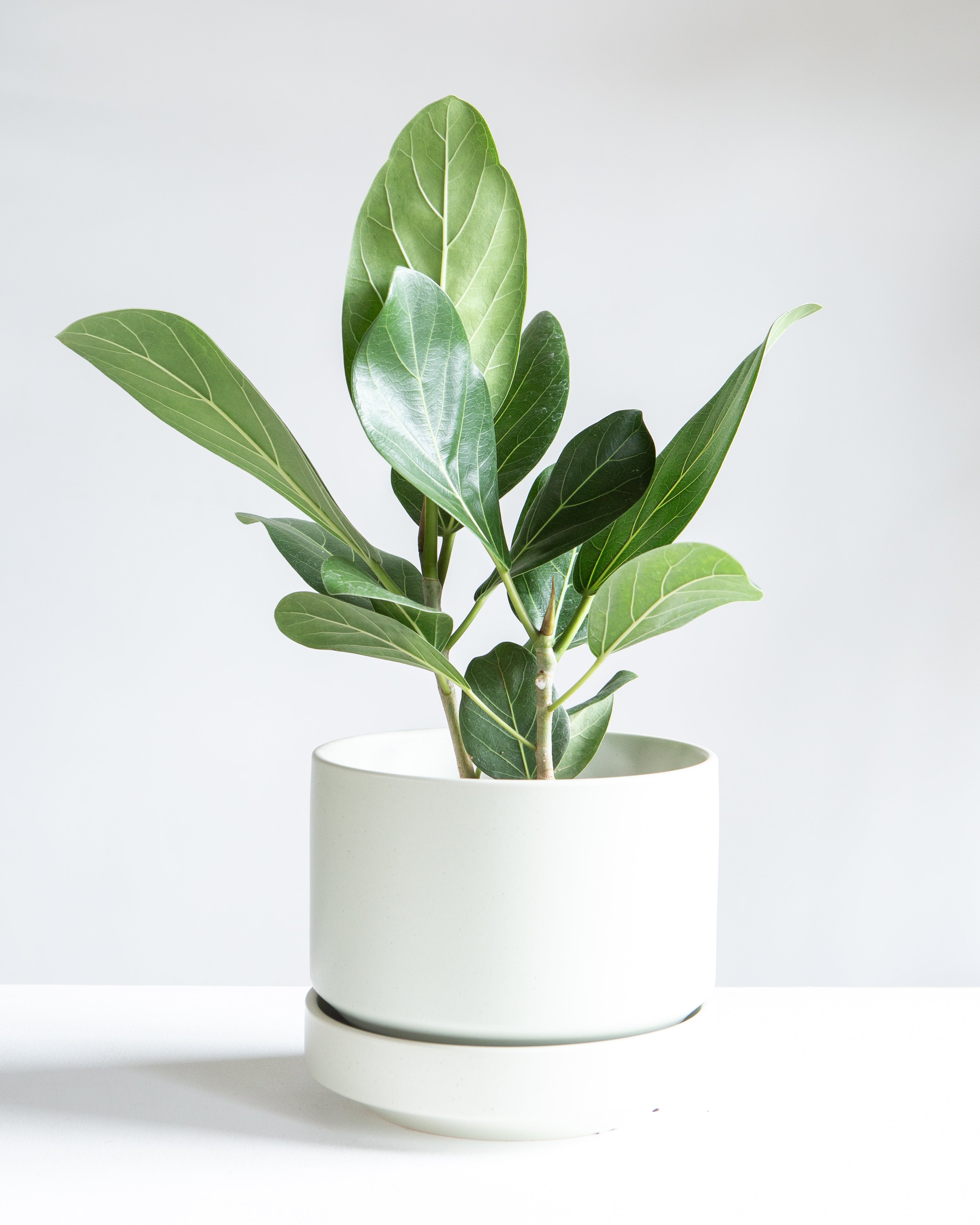 Ficus Audrey: Ficus benghalensis - 6 inch pot