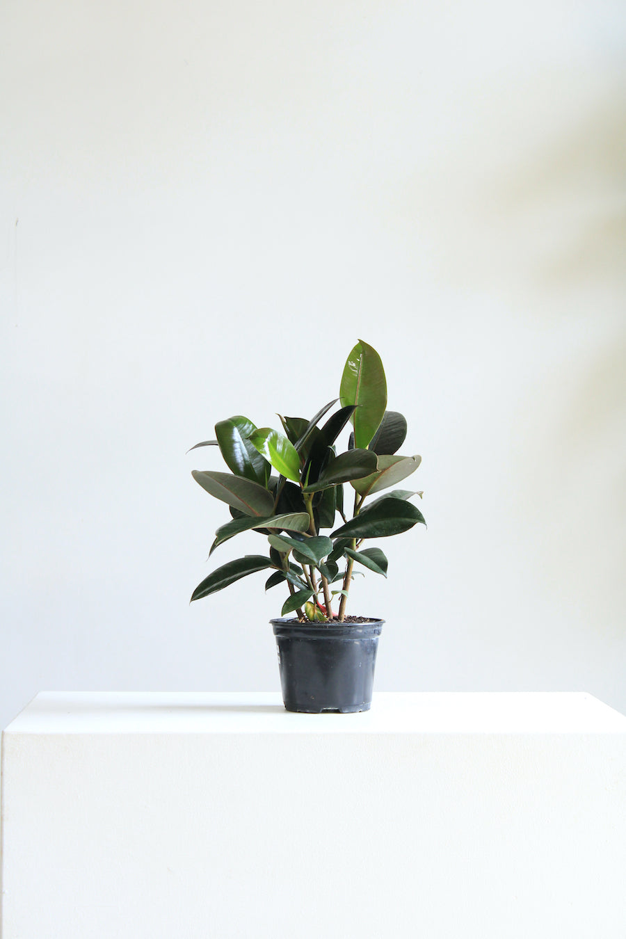Green Rubber Bush: Ficus elastica 'Robusta' - 6 inch pot