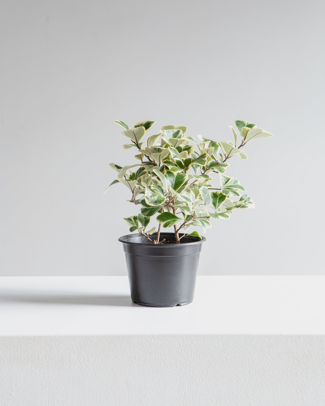 Variegated Natal Fig: Ficus triangularis - 6 inch pot