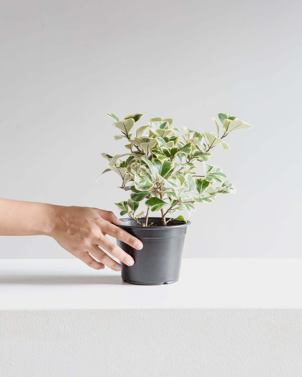 Variegated Natal Fig: Ficus triangularis - 6 inch pot