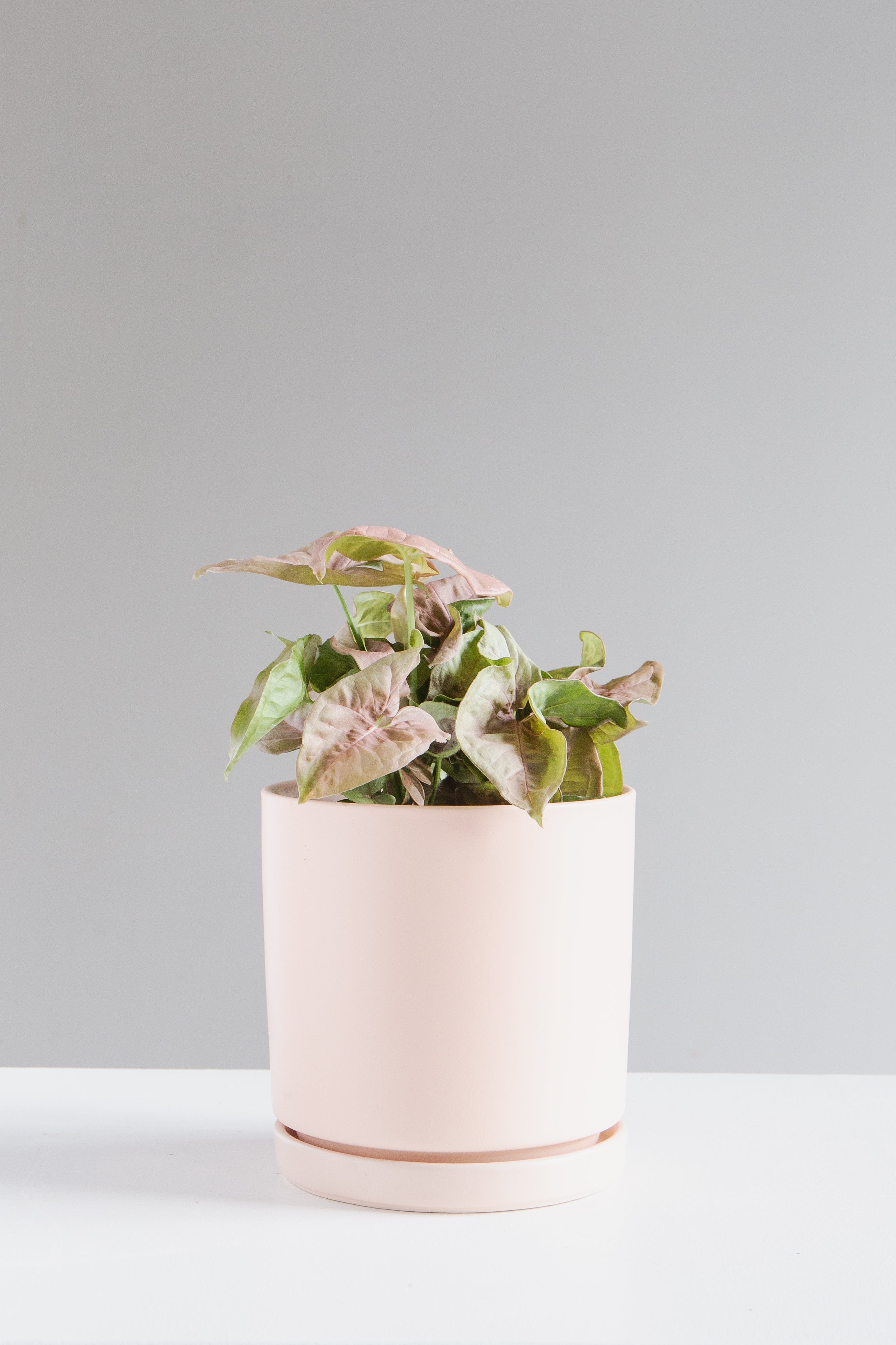 Small 6 Inch MOMMA POTS CYLINDER - BLUSH