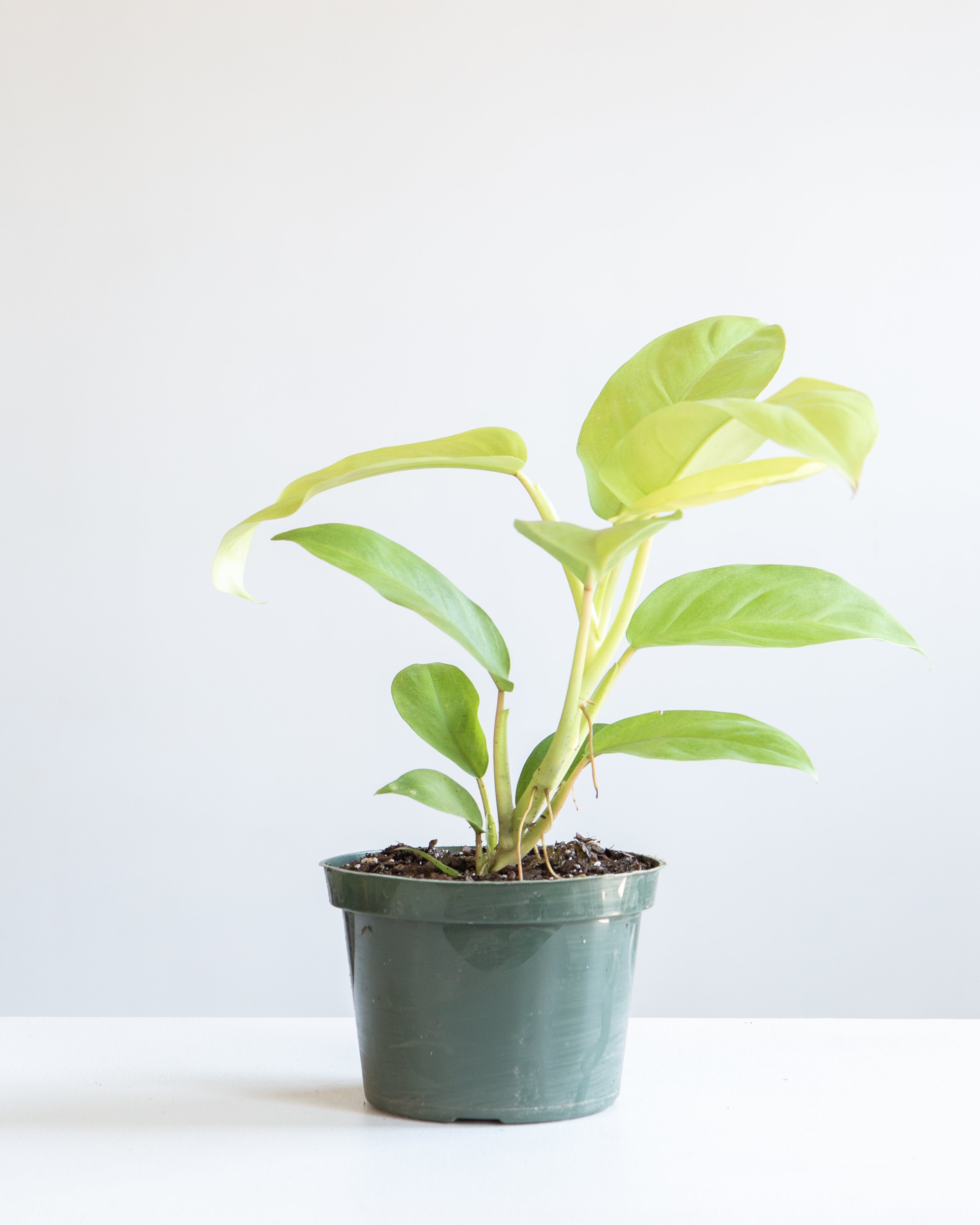 philodendron hybrid lemon lime PHILODENDRON 'HYBRID LEMON LIME' 6" Grower pot – Dynasty Plants