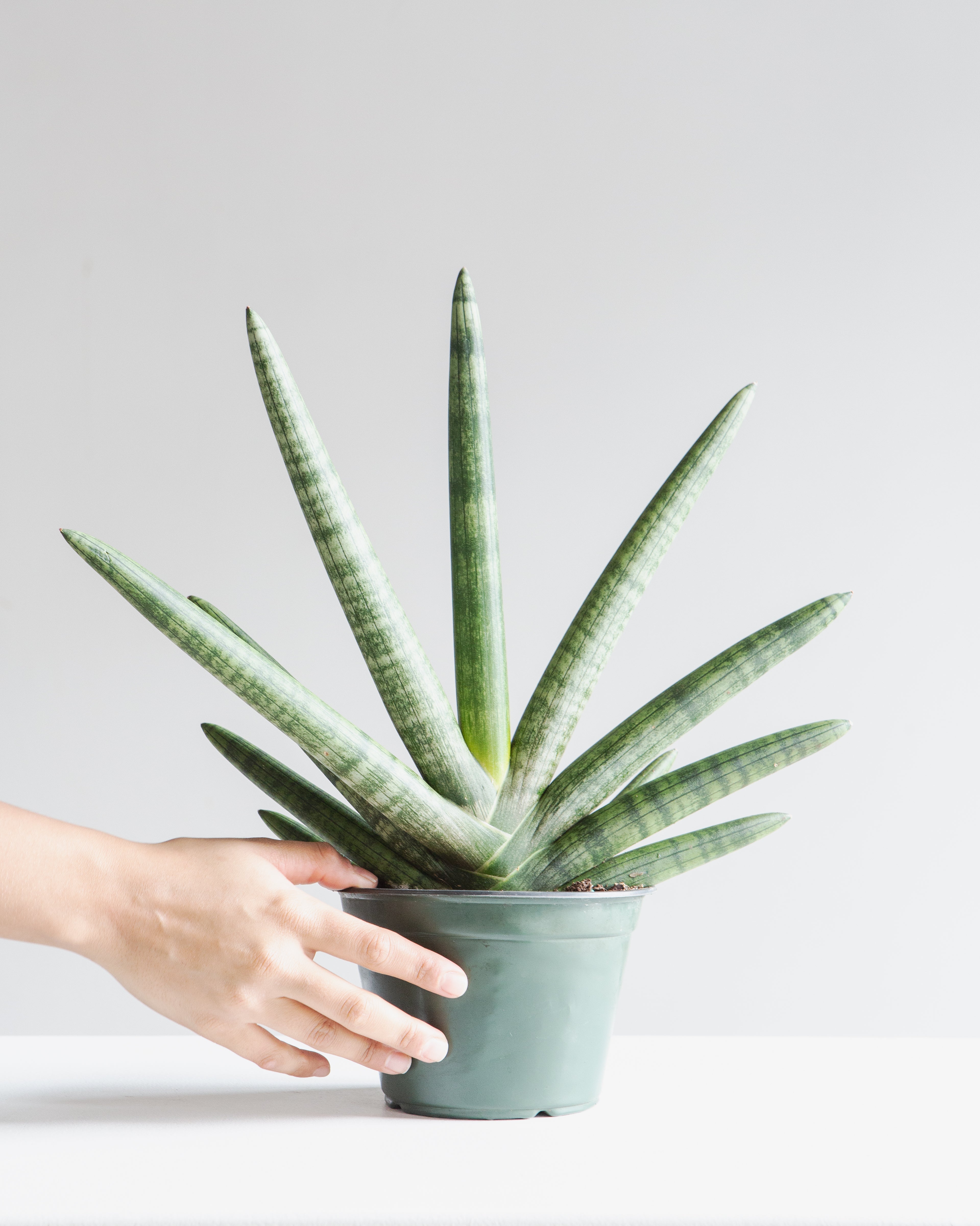 Starfish Snake Plant: Sansevieria cylindrica 'Boncel' - 6 inch pot