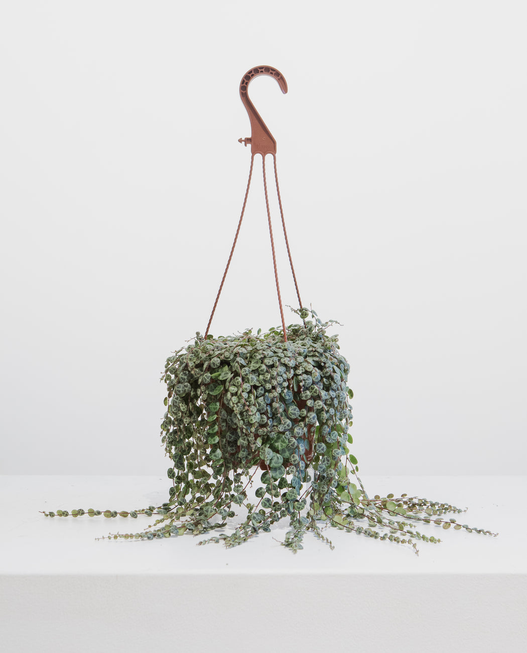 String of Turtles: Peperomia prostrata - 6 inch hanging basket