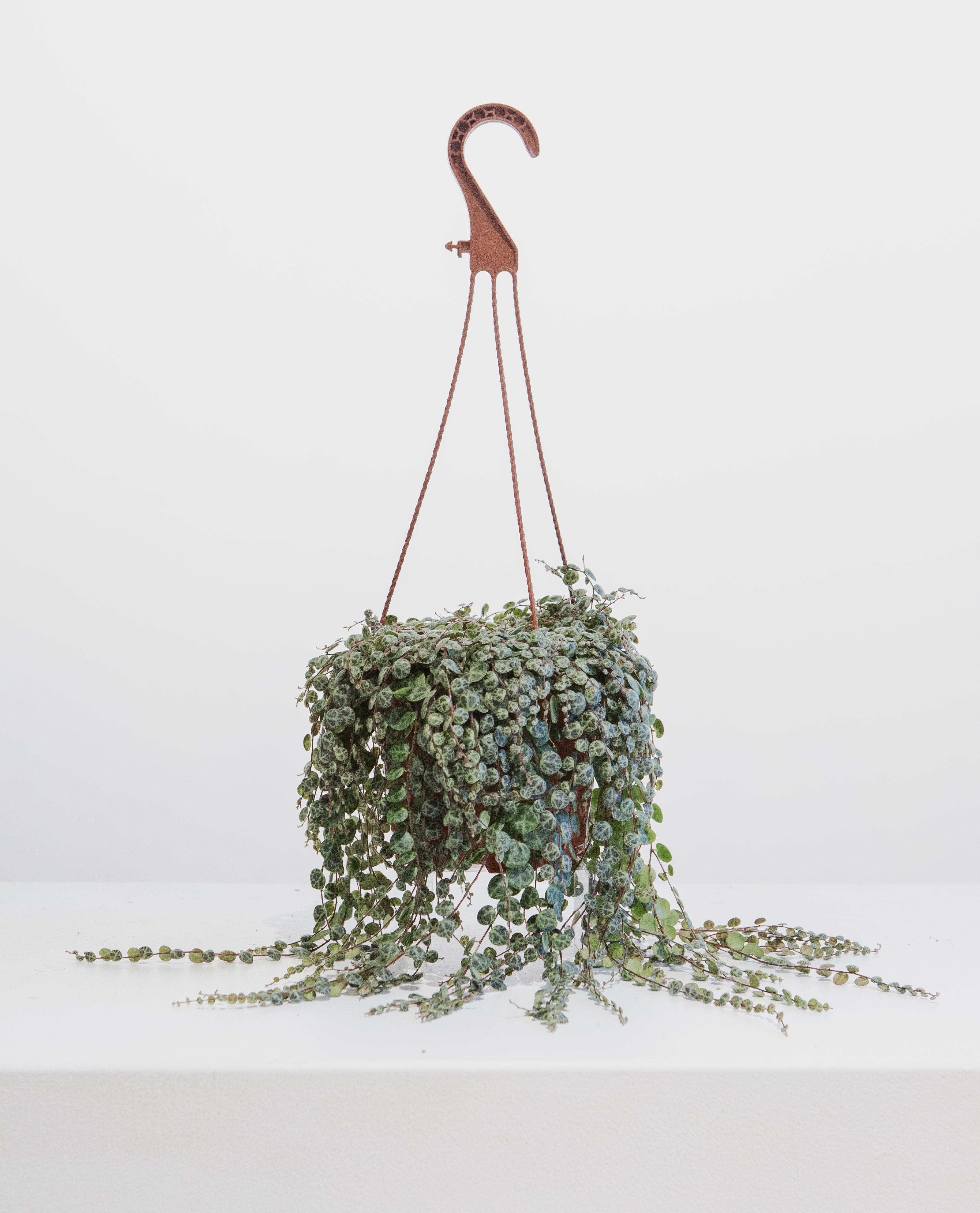 string of turtles hanging plant String of Turtles: Peperomia prostrata