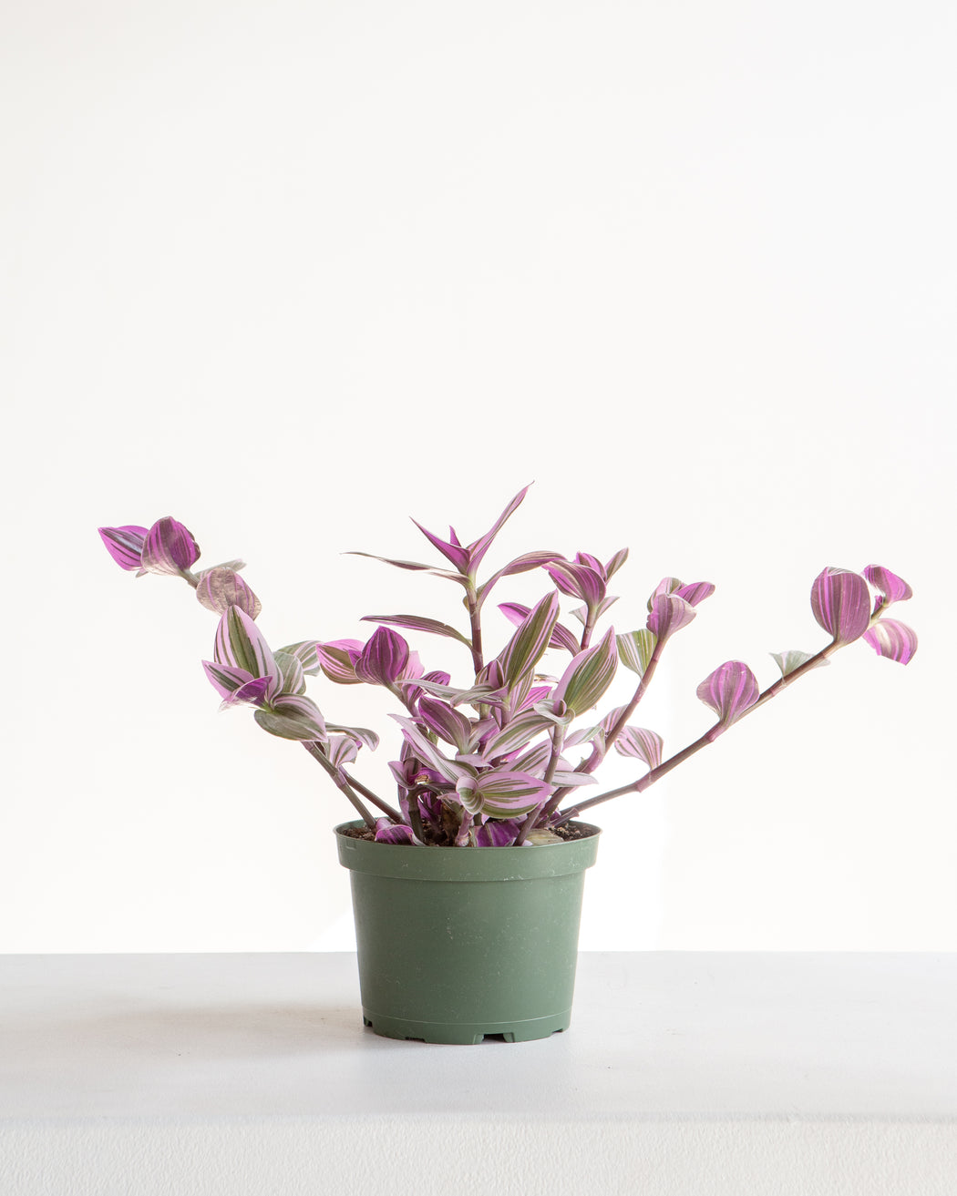 TRADESCANTIA NANOUK 6" Grower Pot