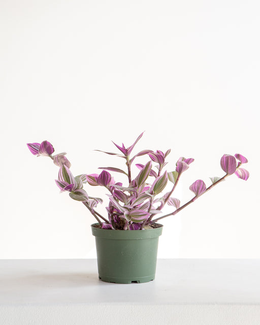 TRADESCANTIA NANOUK 6" Grower Pot
