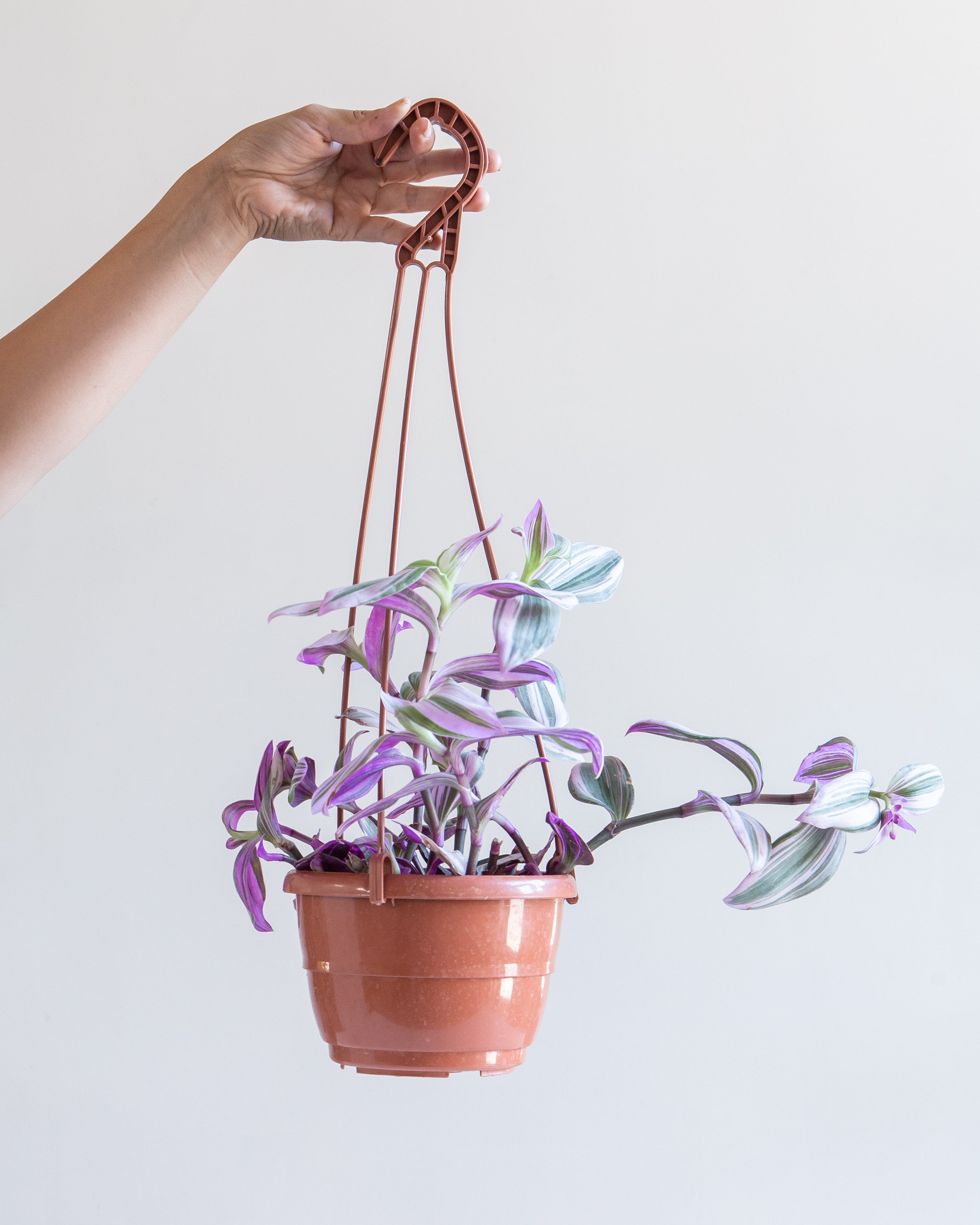 tradescantia nanouk hanging plant Bubblegum Wandering Plant: Tradescantia 'Nanouk'