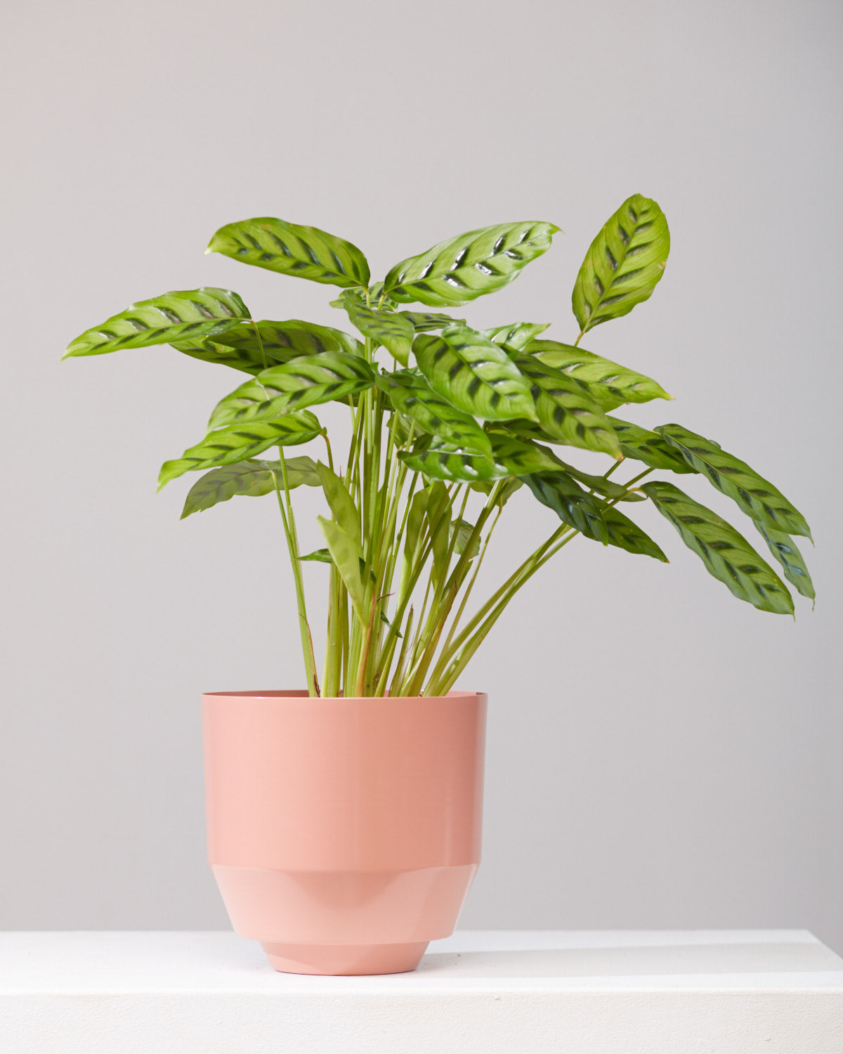 CALATHEA 'LEOPARDINA' 6