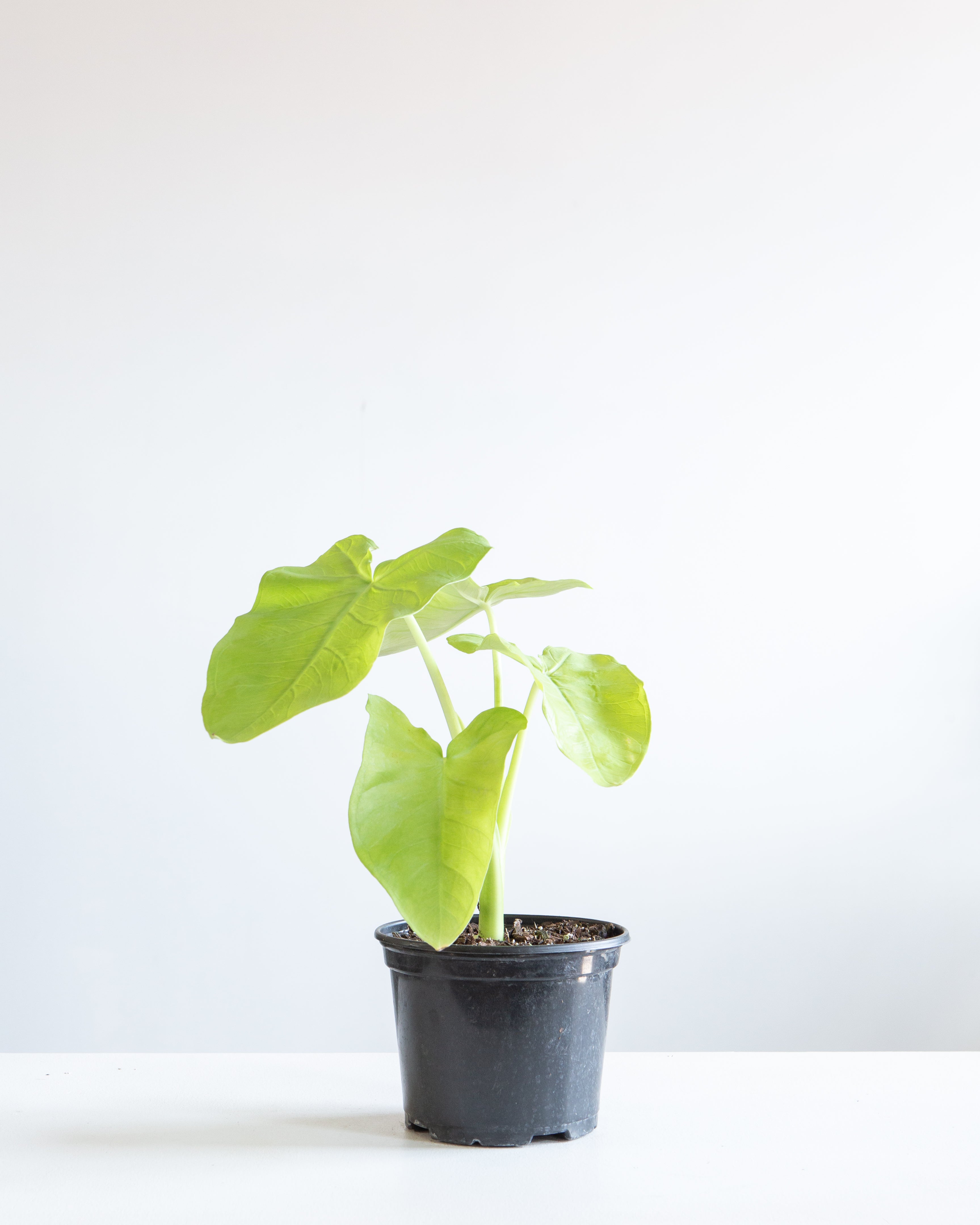 COLOCASIA 'LIME ZINGER' 6" Grower Pot