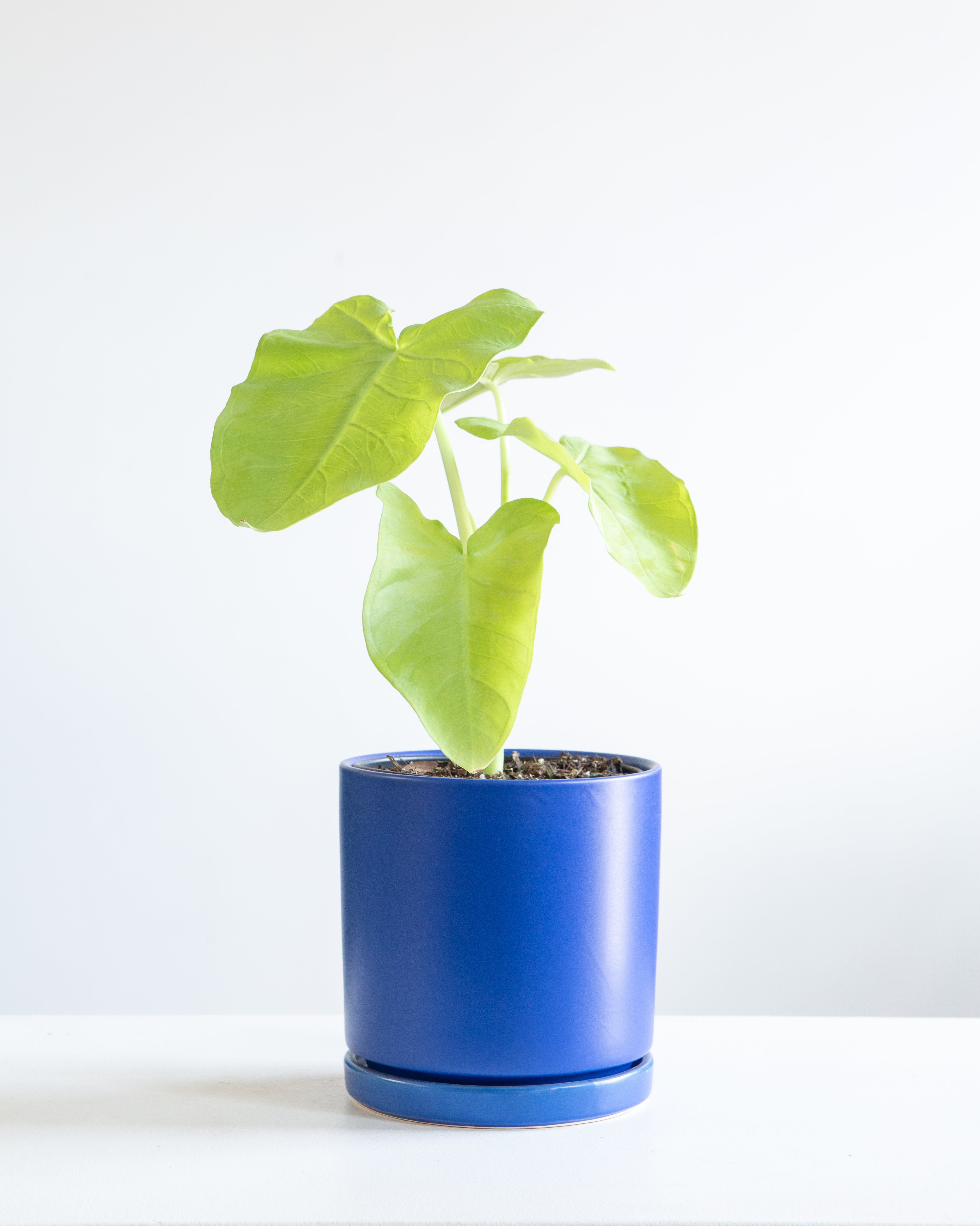 COLOCASIA 'LIME ZINGER' 6" Grower Pot