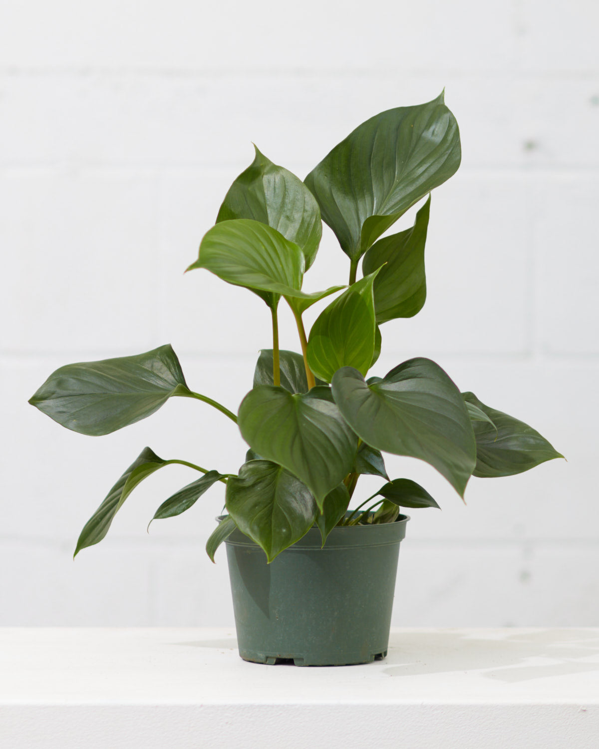 philodendron emerald gem HOMALOMENA 'EMERALD GEM' 6" Grower Pot – Dynasty Plants