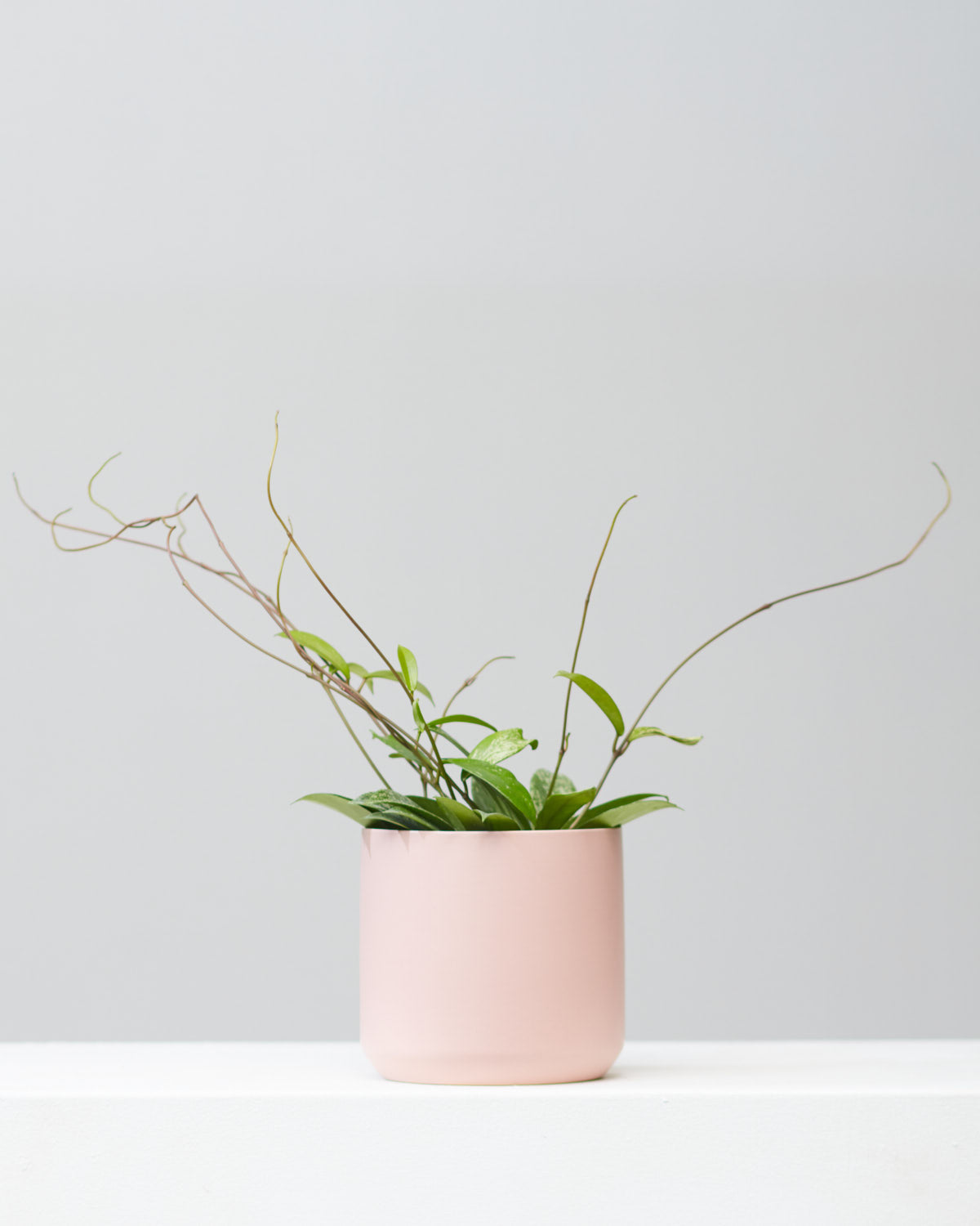 Waxflower: Hoya pubicalyx - 6 inch pot