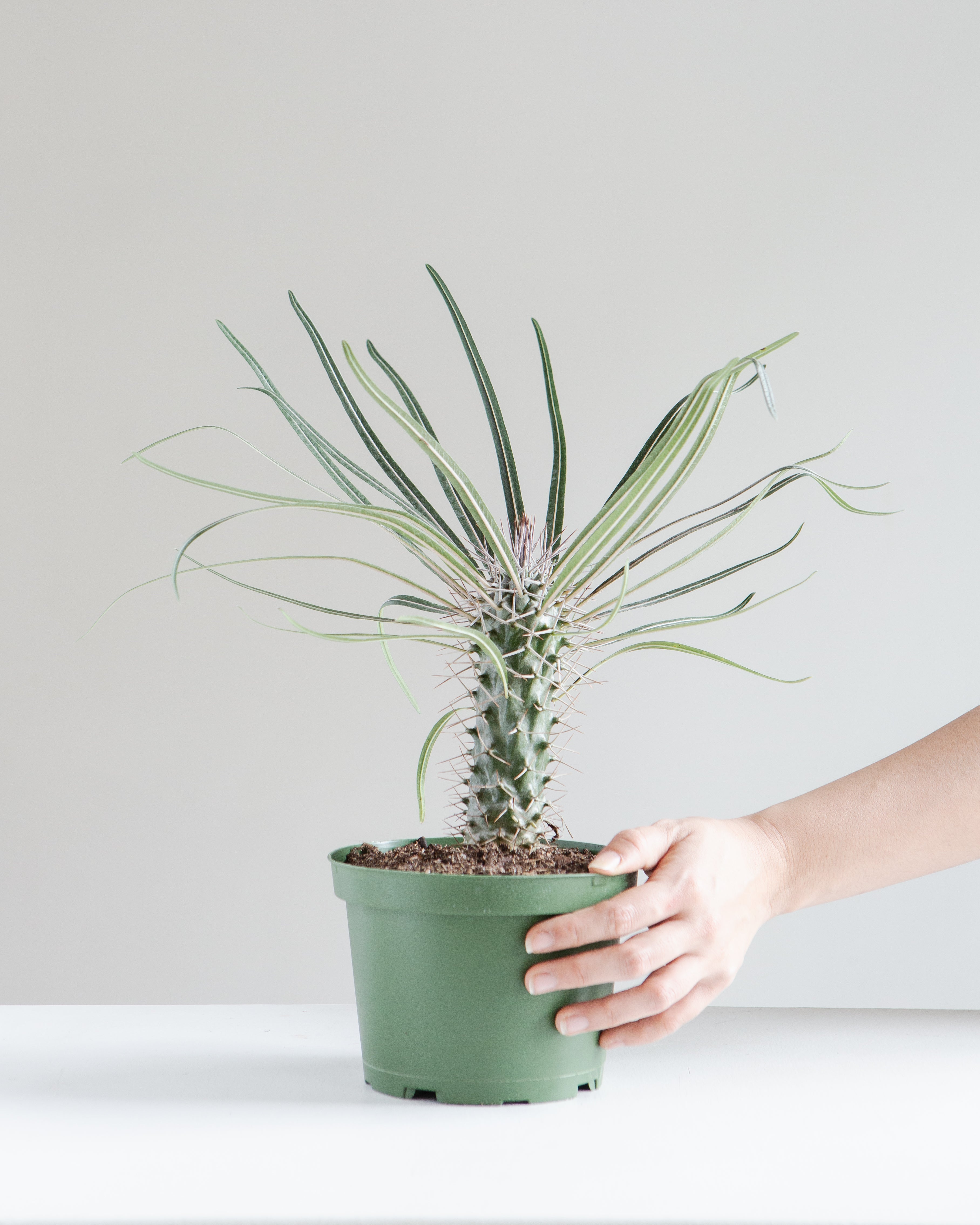 Madagascar Palm: Pachypodium lamerei - 6 inch pot