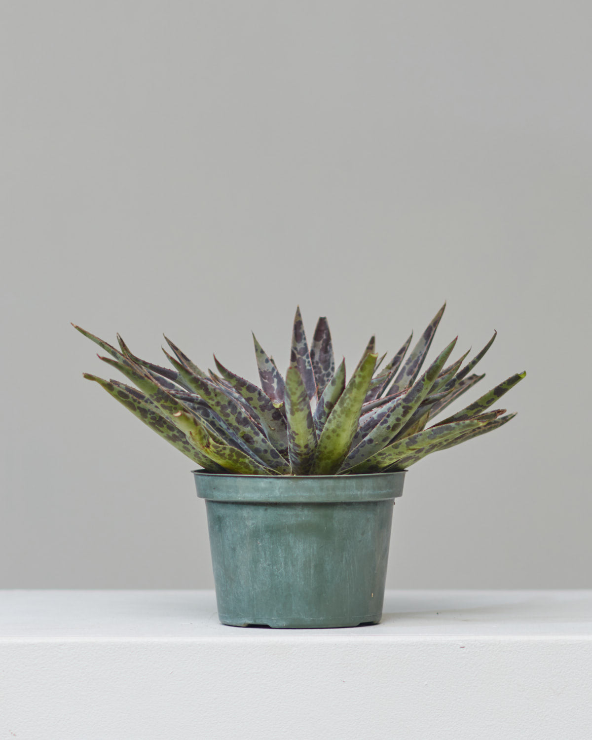 MANGAVE 'MOONGLOW' 6" Grower Pot